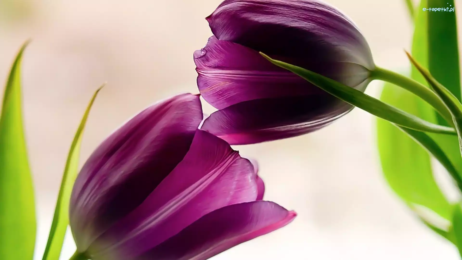 Fioletowe, Tulipany, Kwiaty