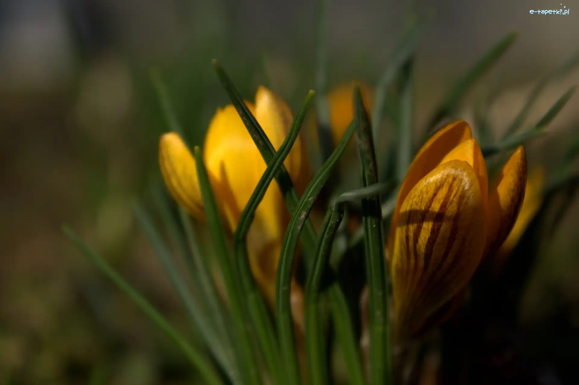 Kwiat, Żółty, Krokus