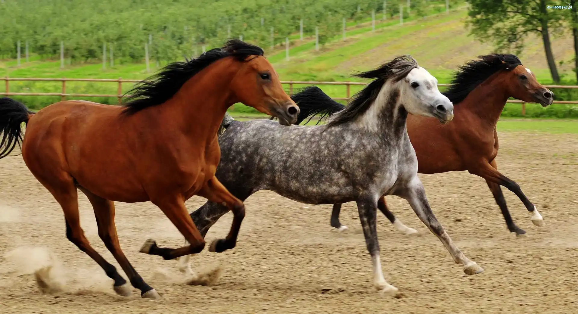 Grzywy, Galop, Konie