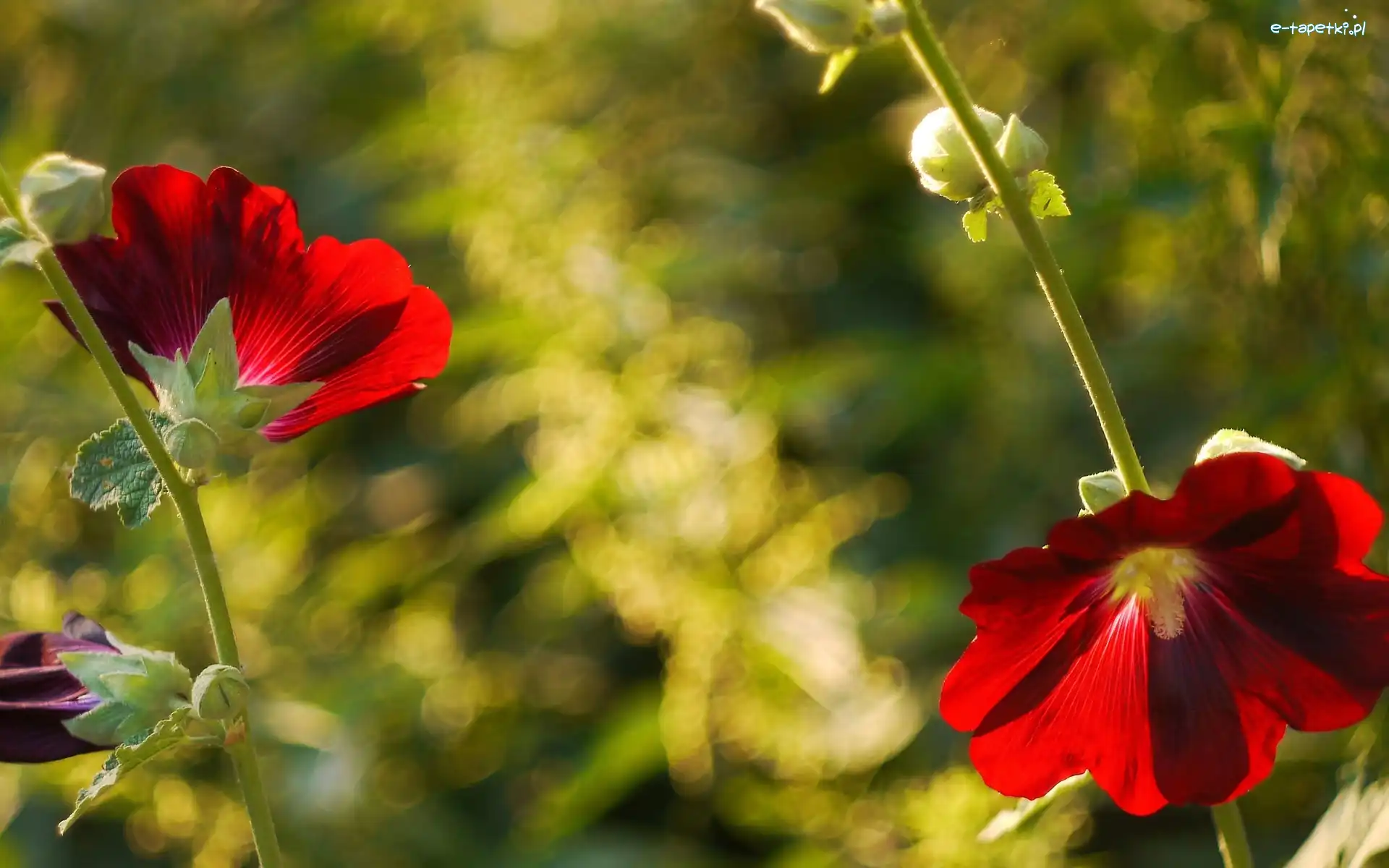 Hibiskus, Czerwony