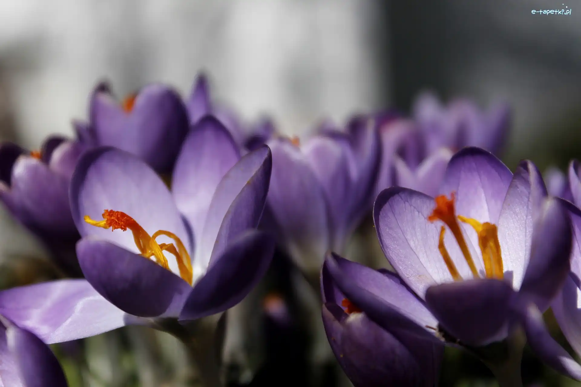 Fioletowy, Krokus, Kwiat