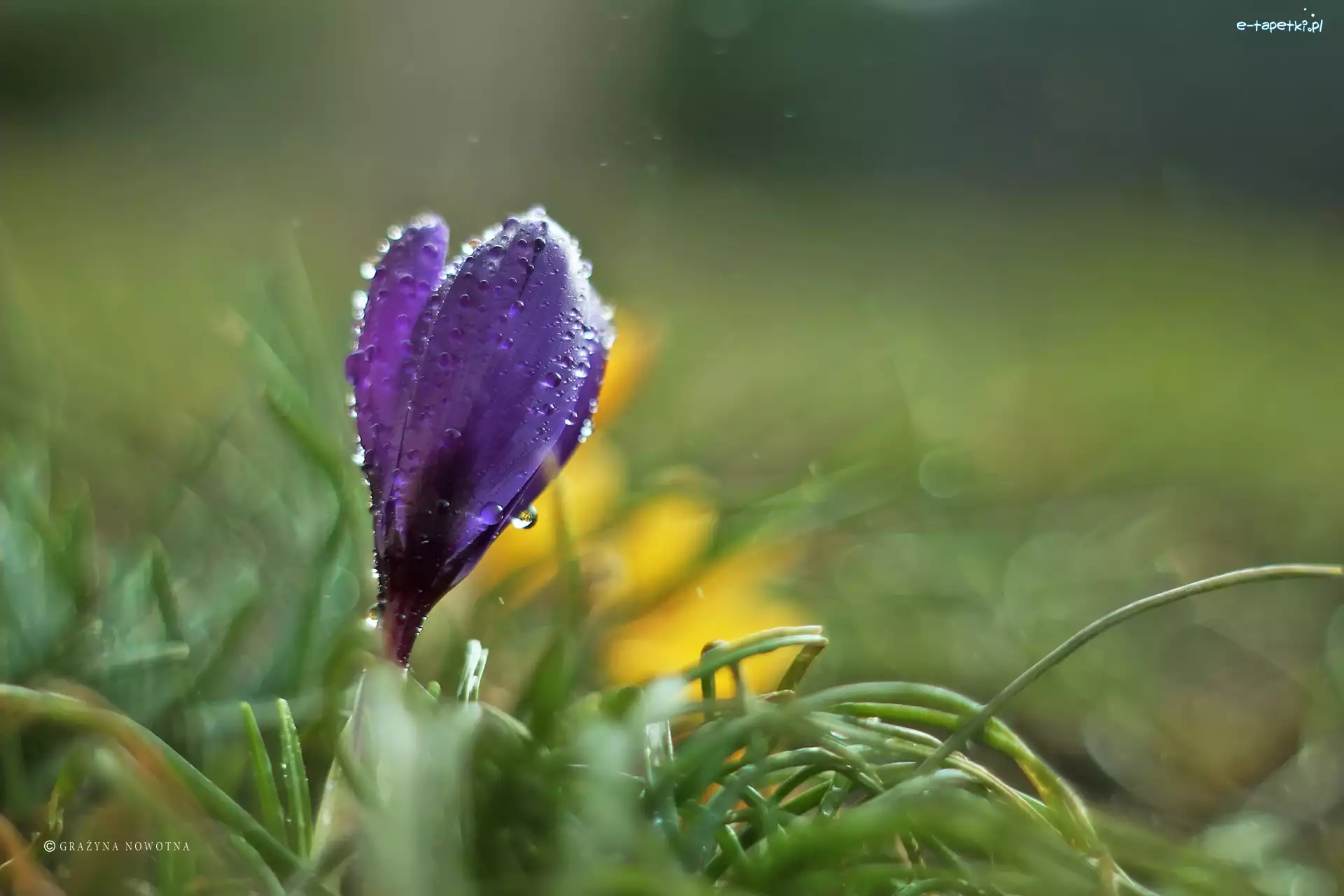 Fioletowy, Krople, Kwiat, Krokus