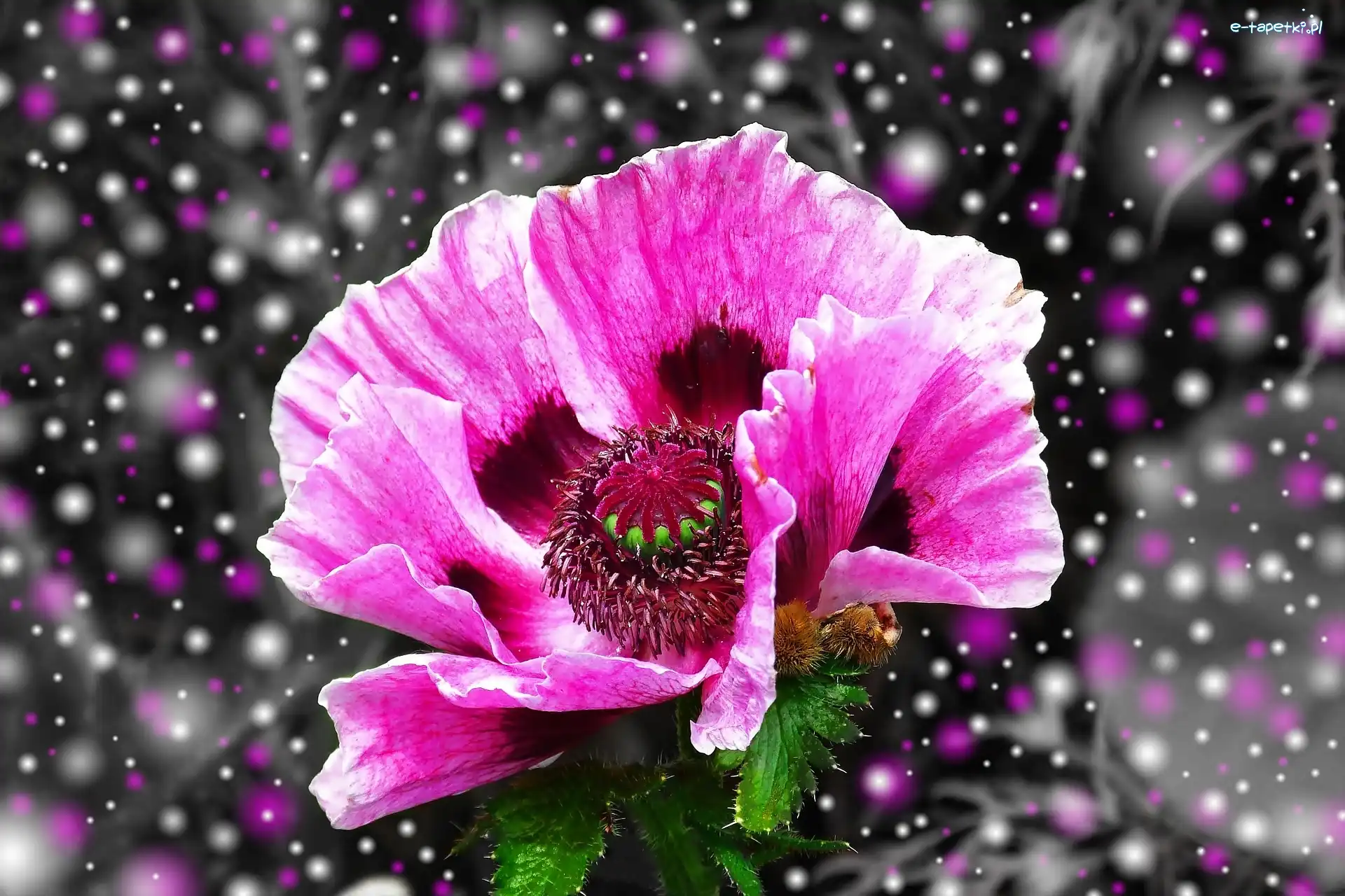 Purpurowy, Efekty, Mak, Makro, Graficzne