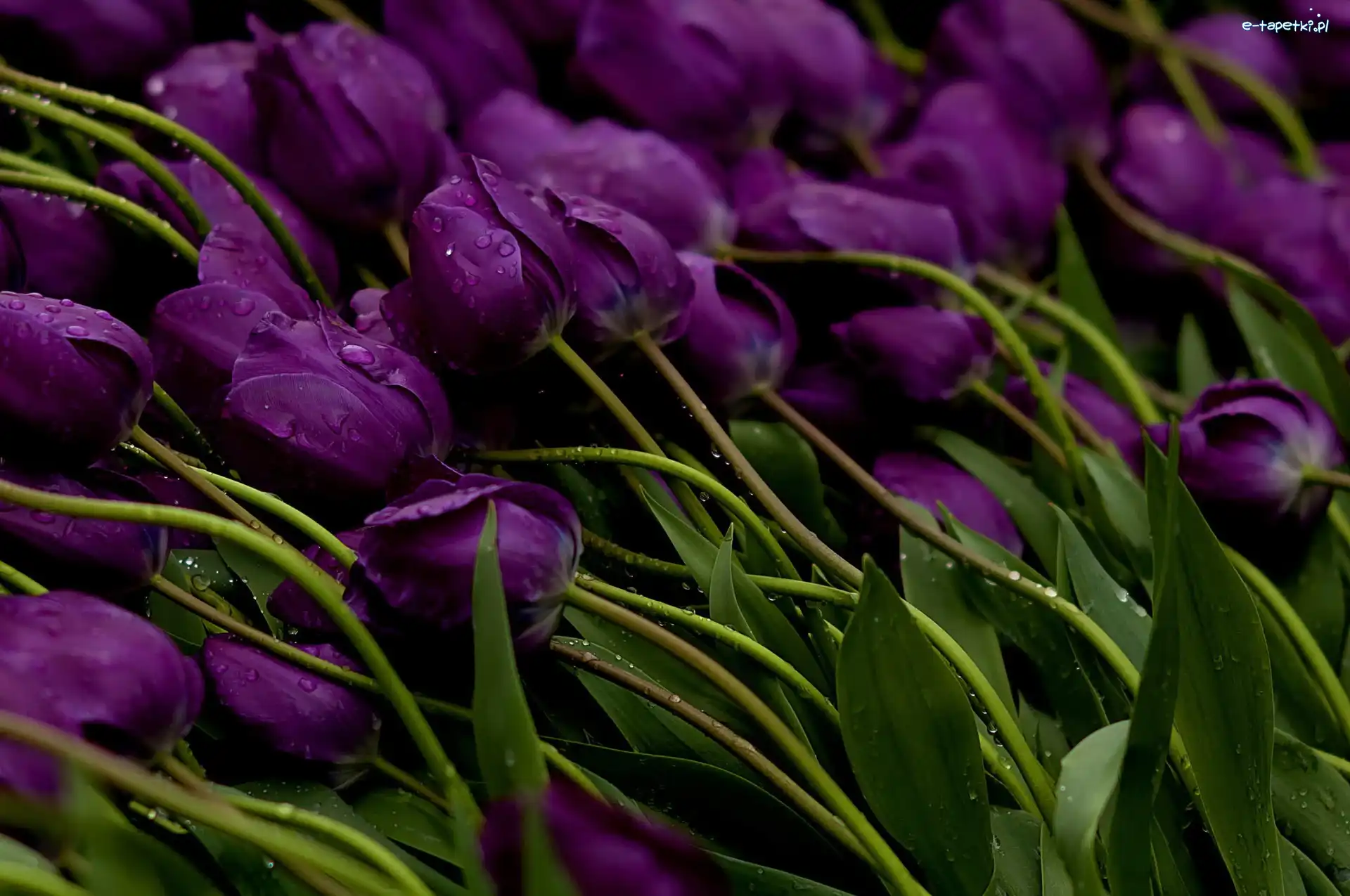 Tulipany, Fioletowe