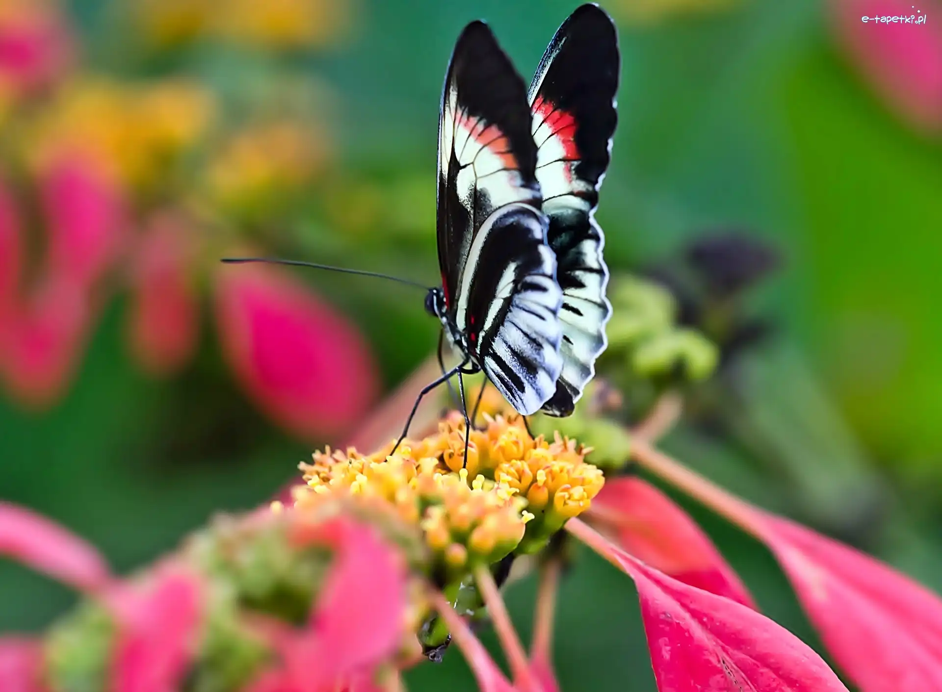 Kwiat, Motyl