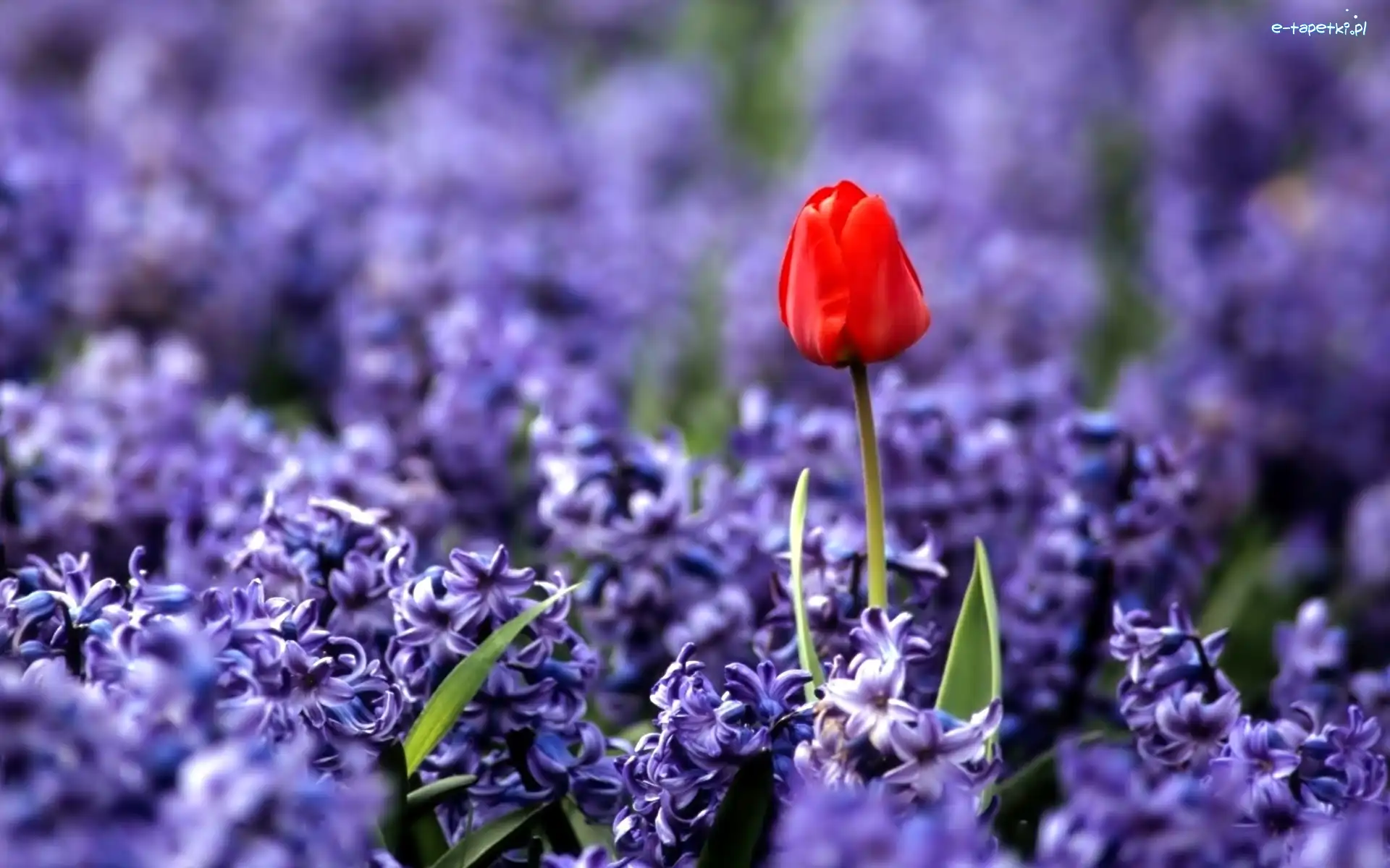 Tulipan, Czerwony