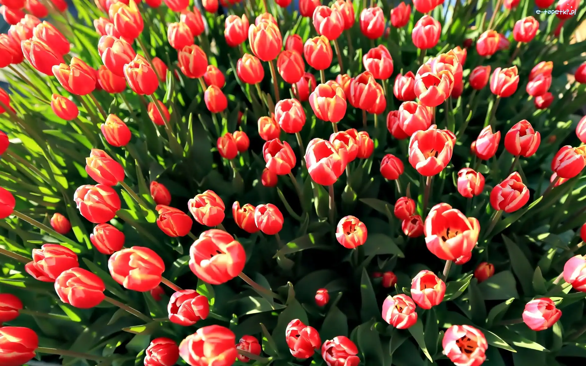 Kwiaty, Tulipany