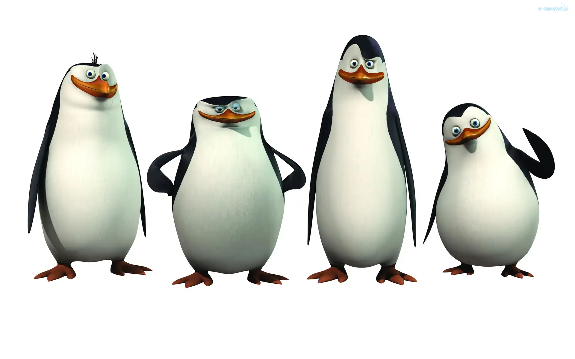 The Penguins of Madagascar, Pingwiny z Madagaskaru, Ptaki