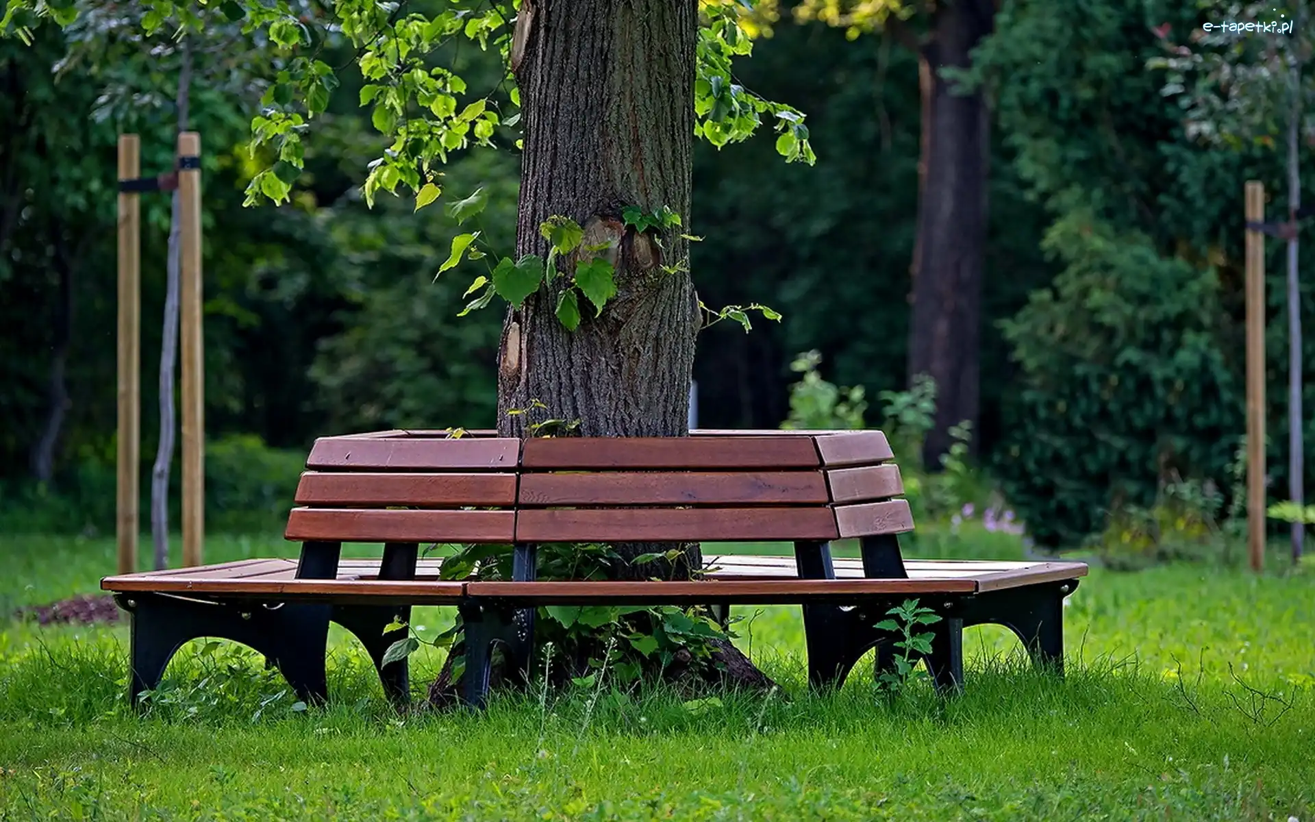 Drzewa, Ławka, Zieleń, Park