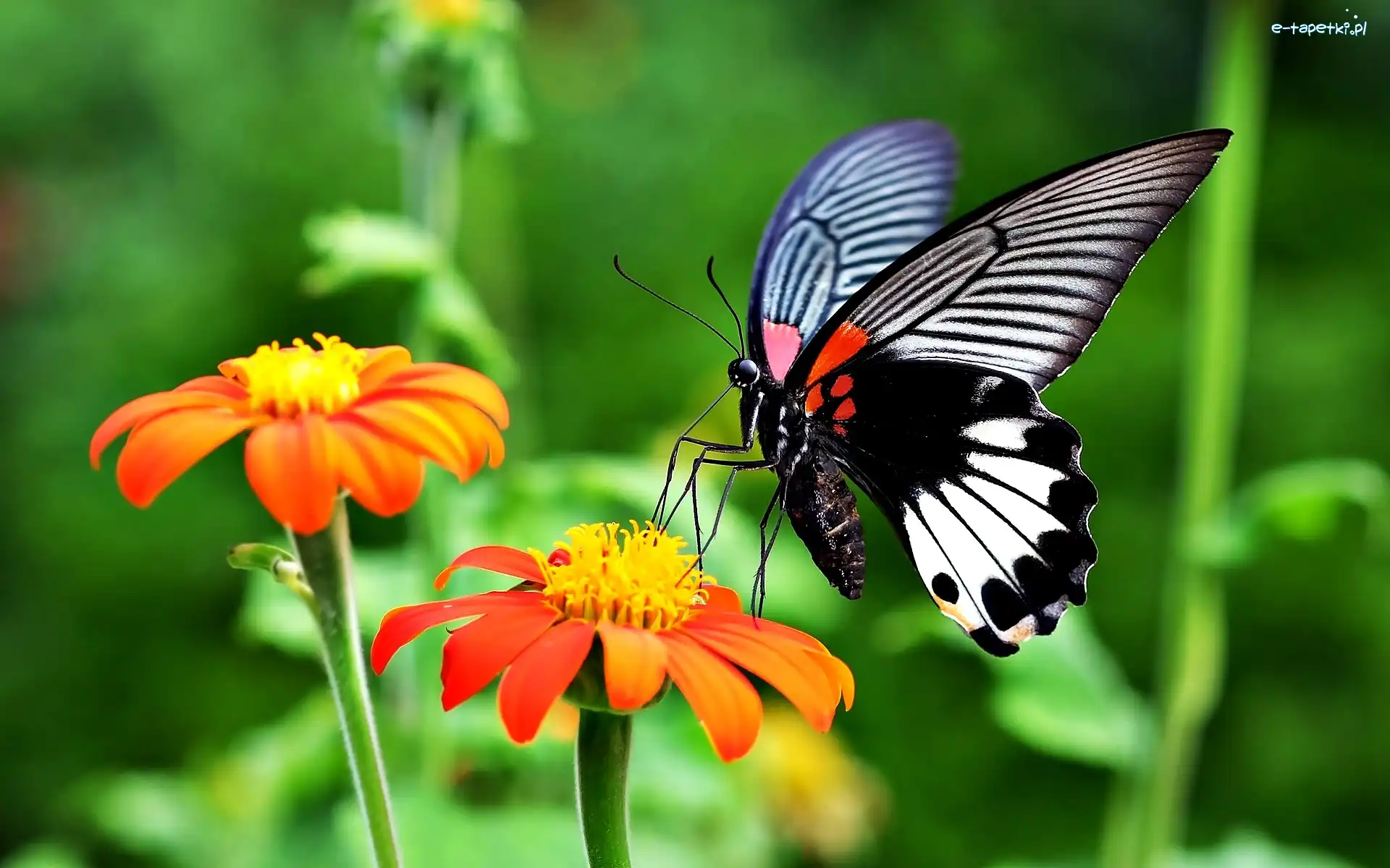 Motyl, Cynie, Kwiaty