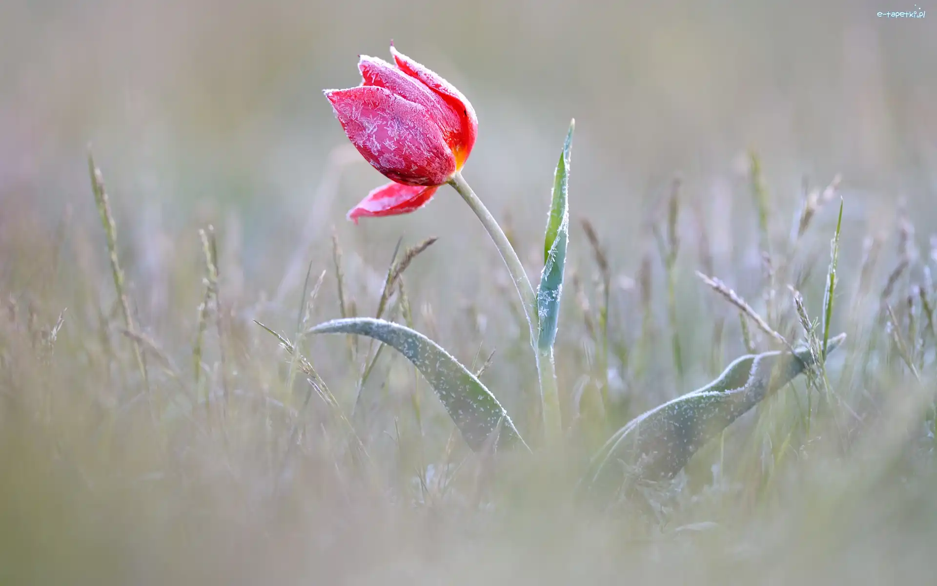 Oszroniony, Tulipan