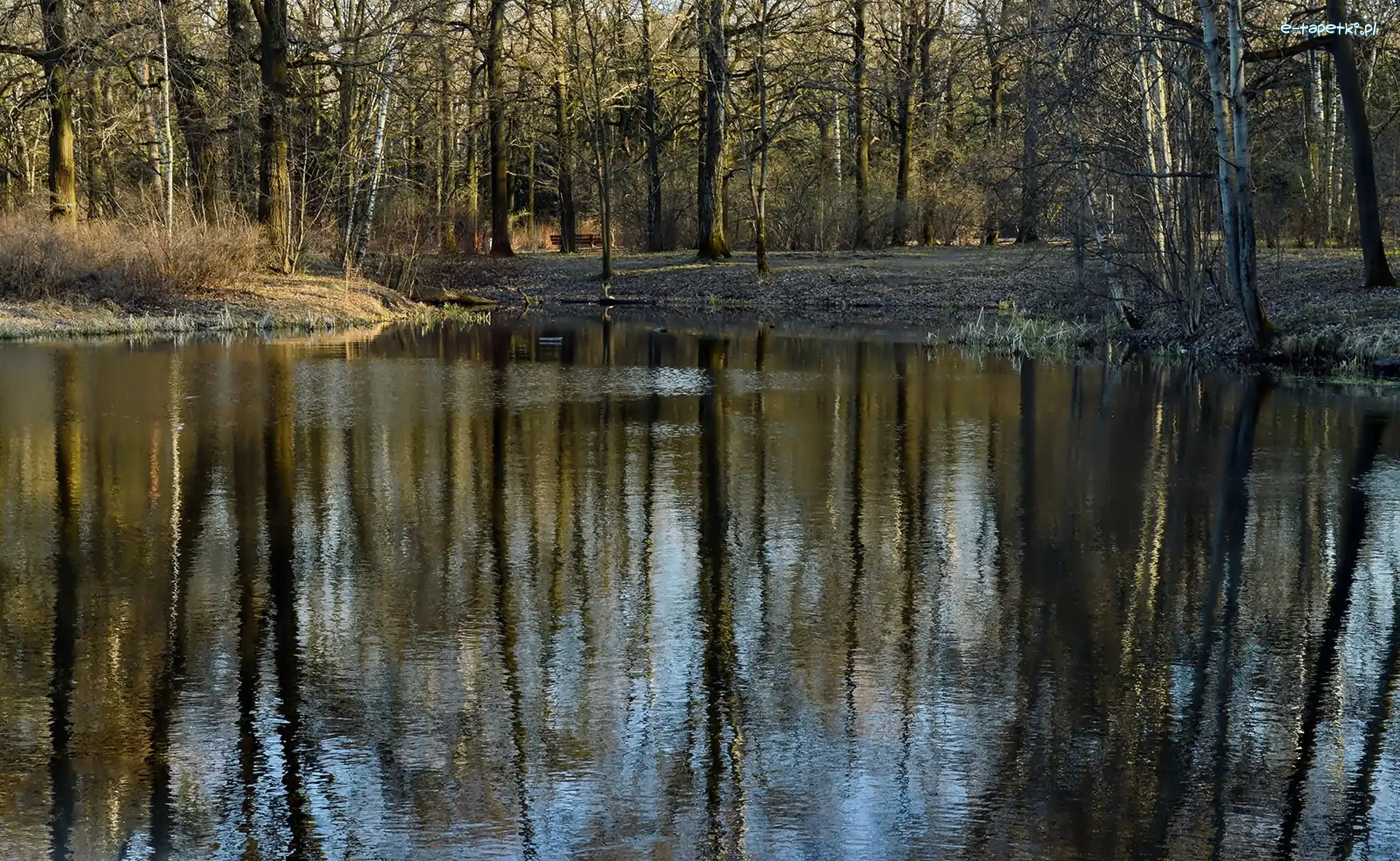 Odbicie, Staw, Park