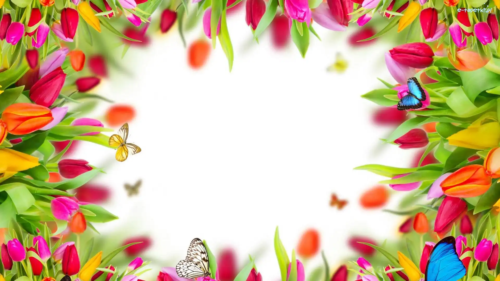 Motyle, Tulipany, Kwiaty