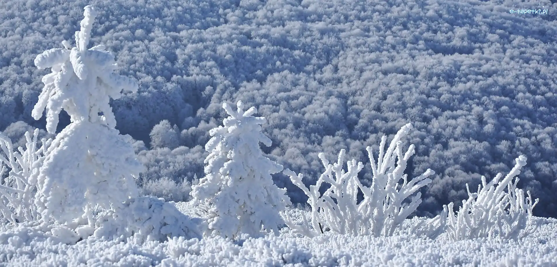 Las, Trawa, Krzewy, Zima