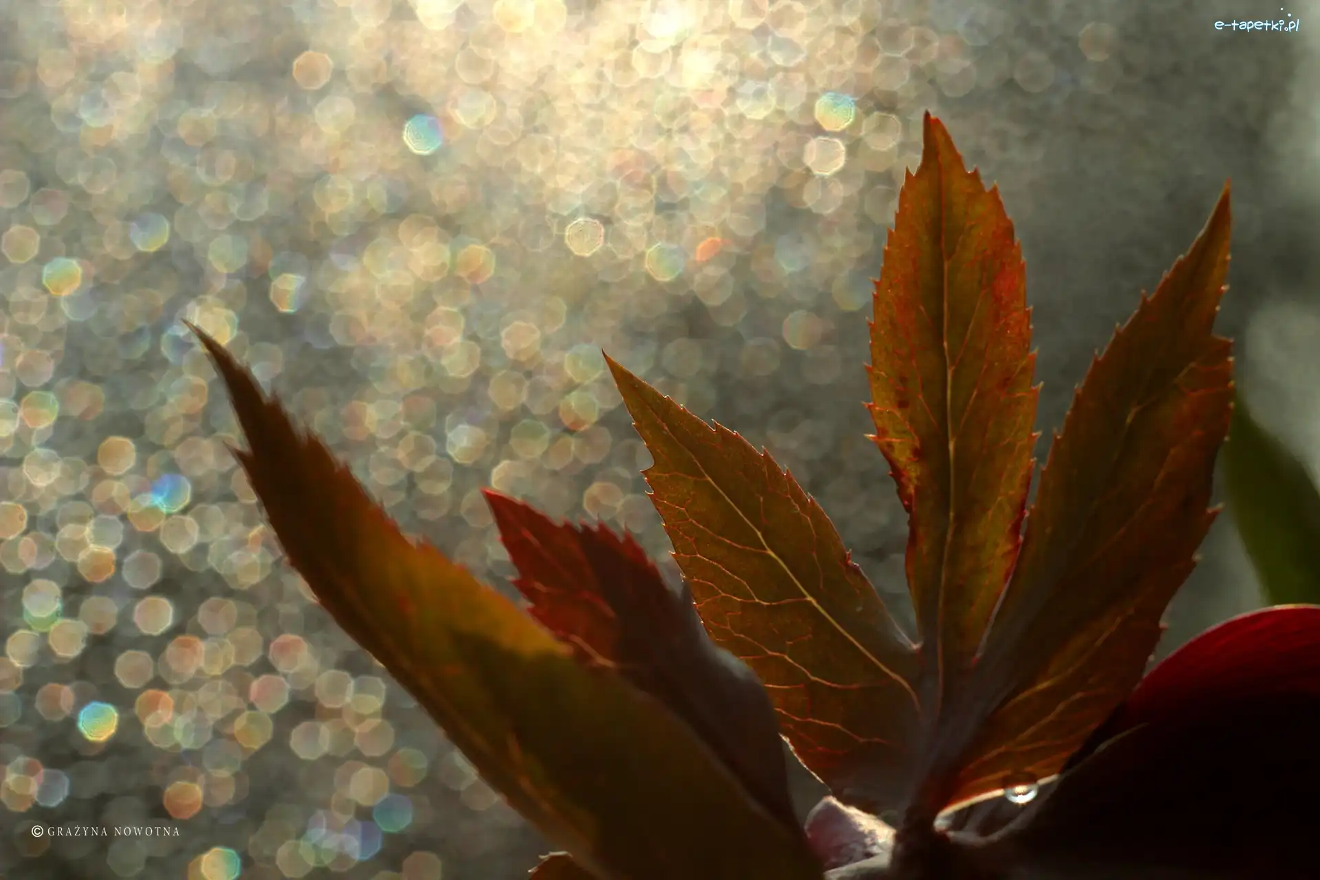 Bokeh, Liście