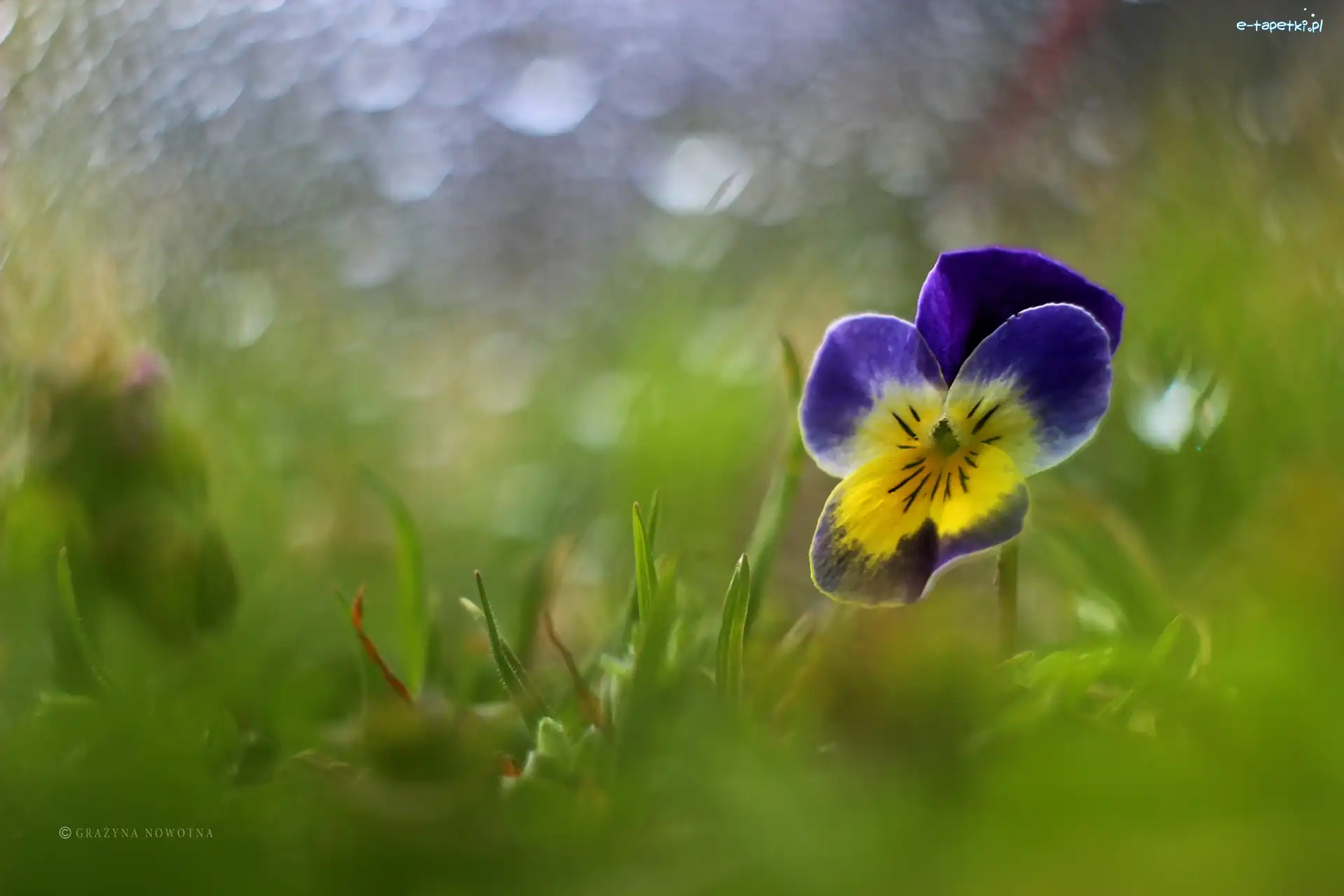 Bokeh, Kwiat, Bratek