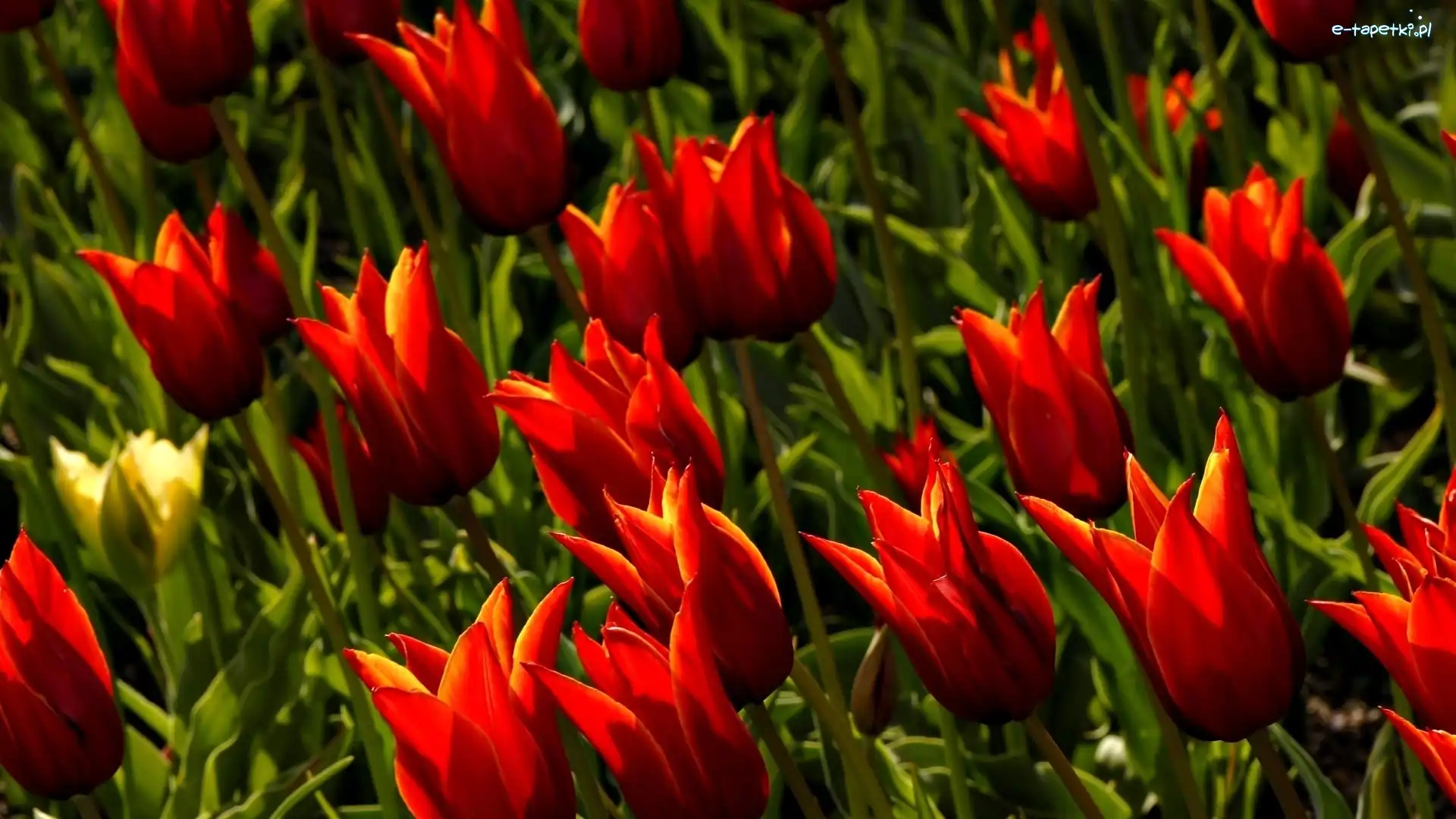 Tulipany