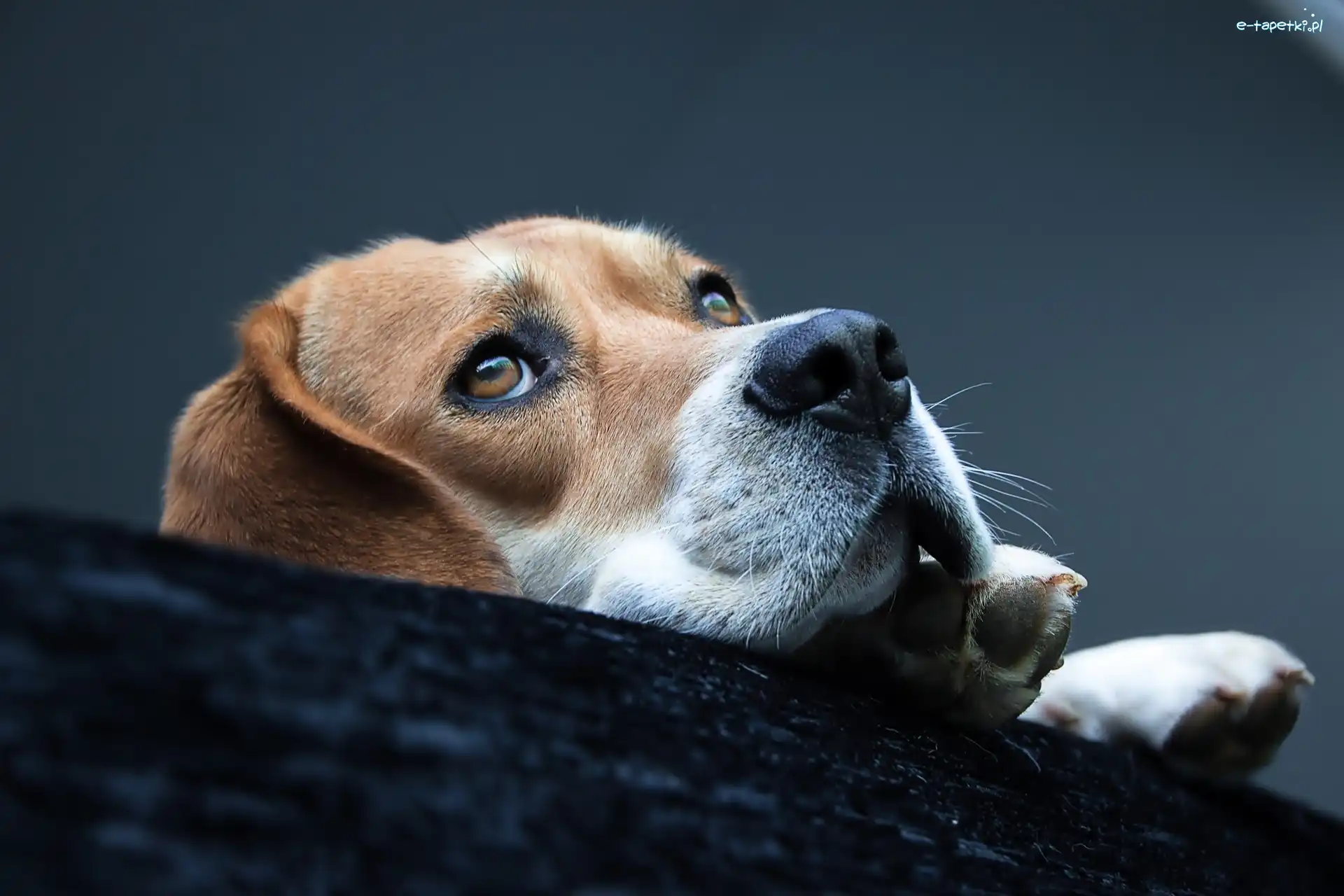 Mordka, Beagle