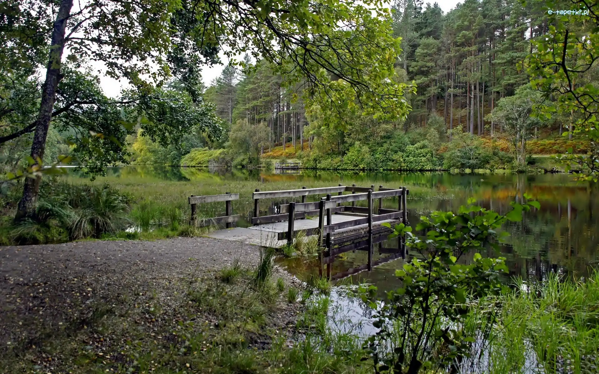 Pomost, Rzeka, Las
