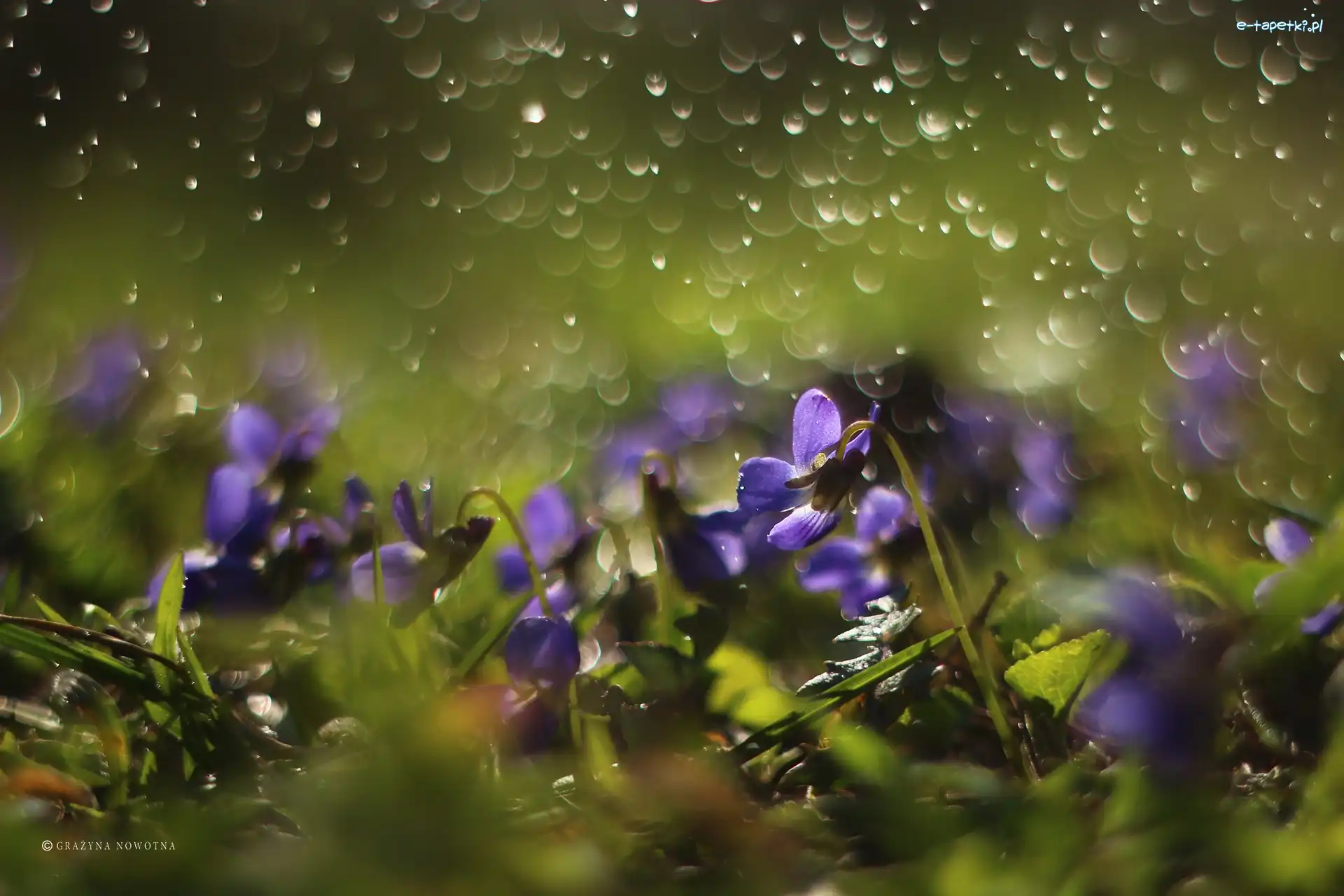 Fioletowe, Bokeh, Kwiaty, Fiołki Wonne