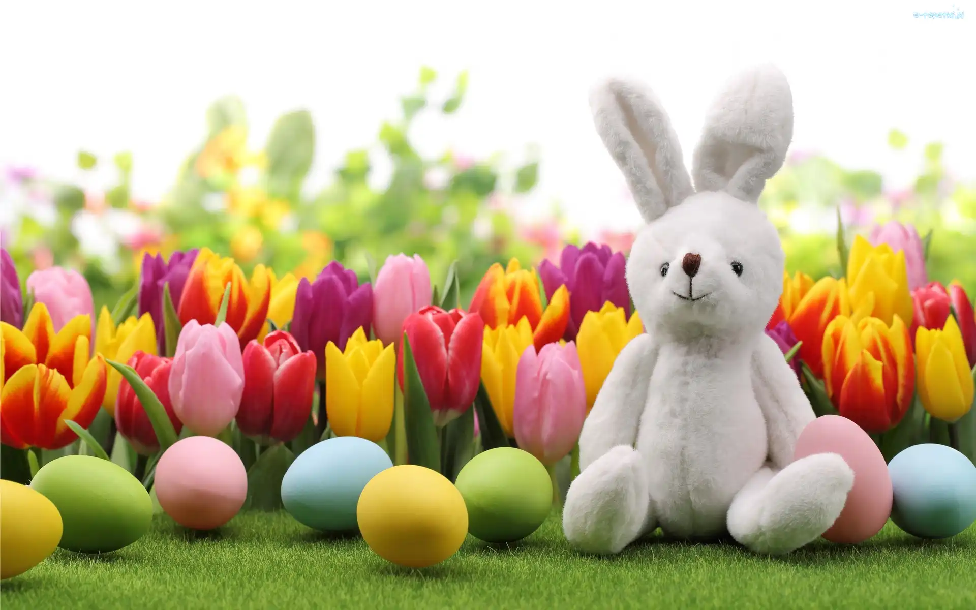 Wielkanoc, Pisanki, Jajka, Pluszowy Króliczek, Tulipany
