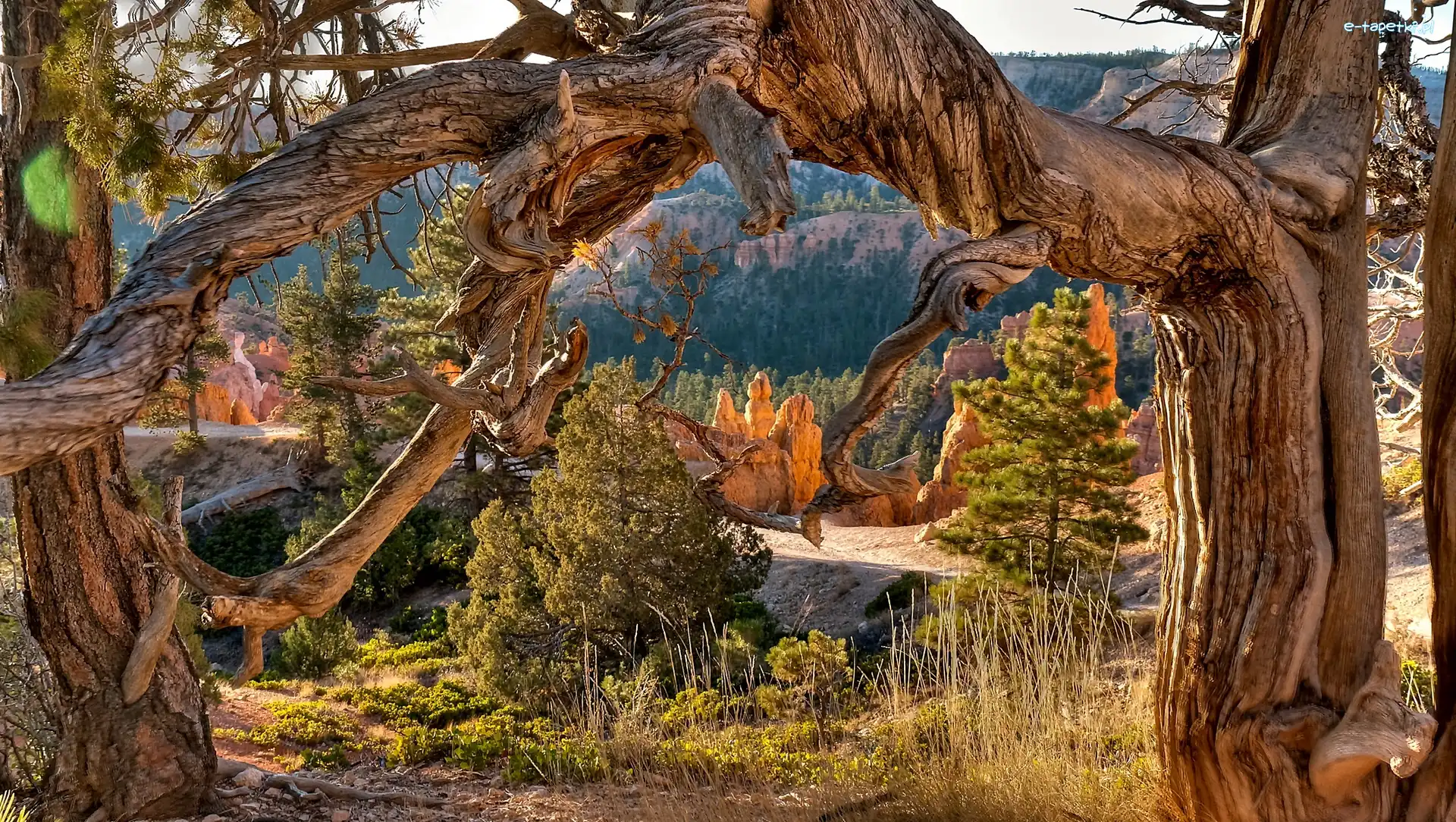 Kanion, USA, Utah, Rosochate Drzewa
