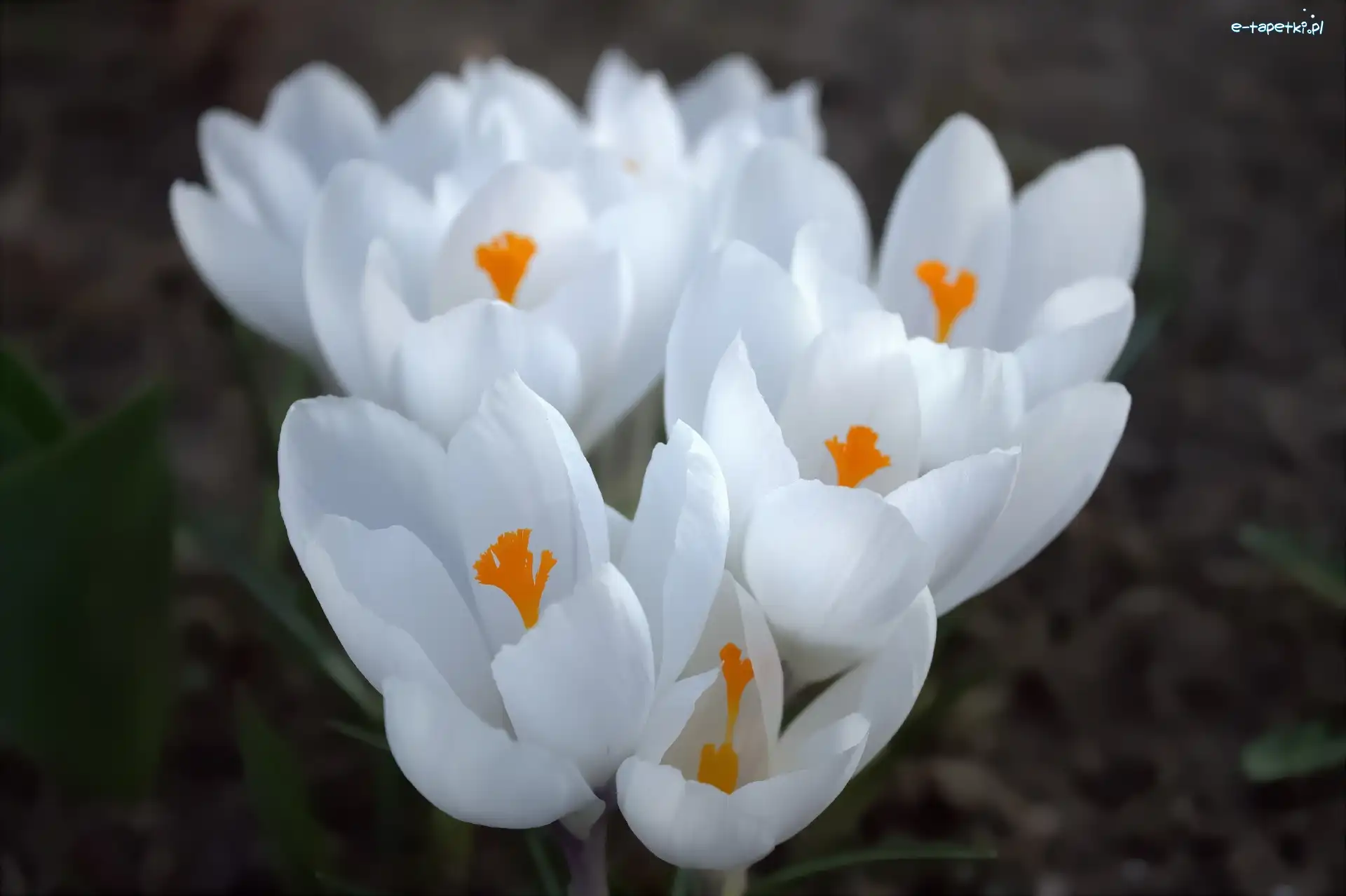 Kwiat, Biały, Krokus