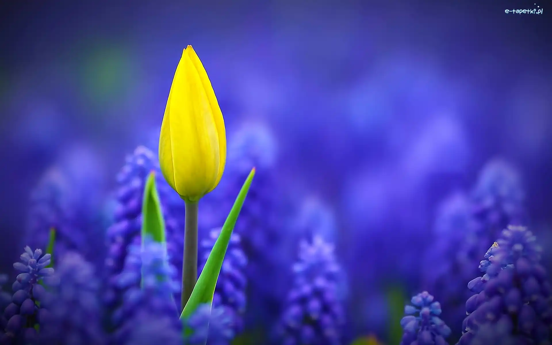 Tulipan, Żółty, Szafirki