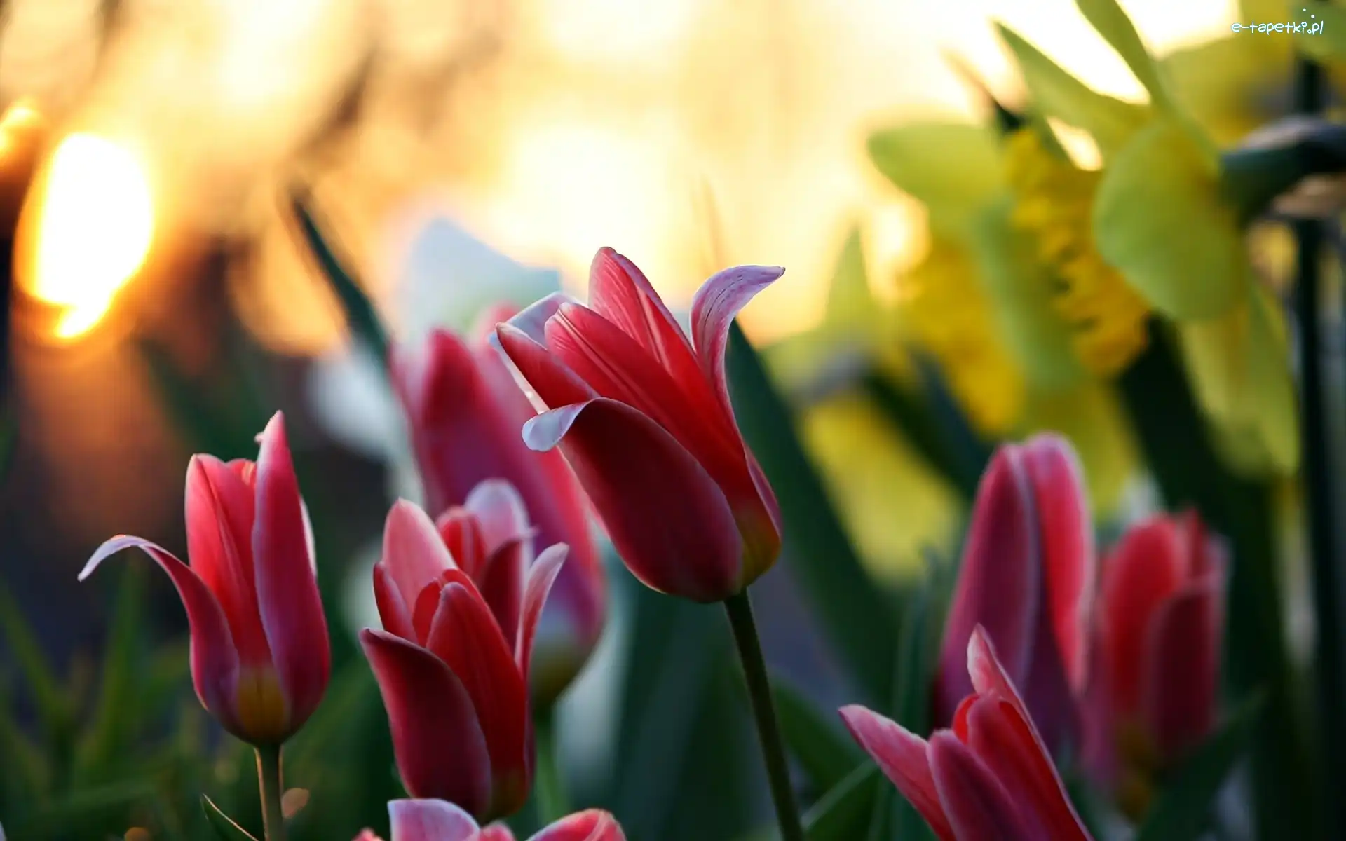 Blask, Tulipany, Czerwone