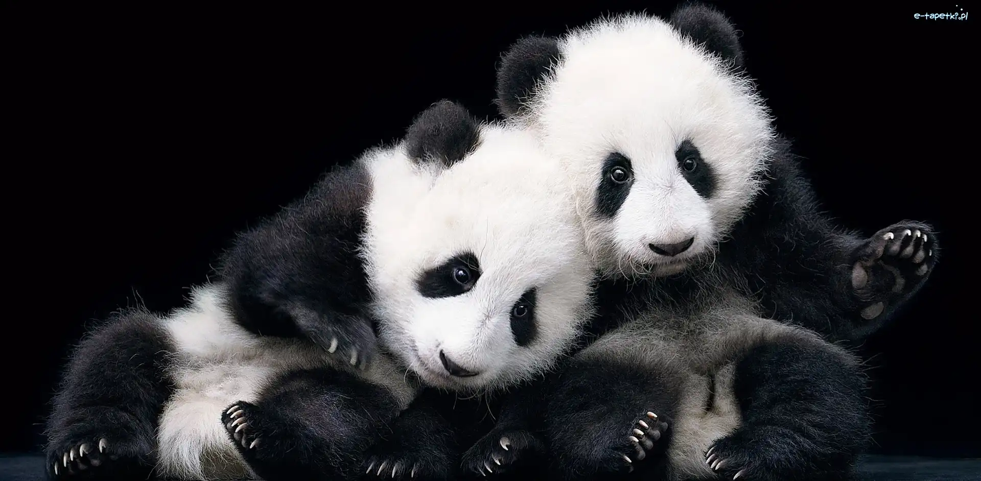 Panda, Misie, Dwa