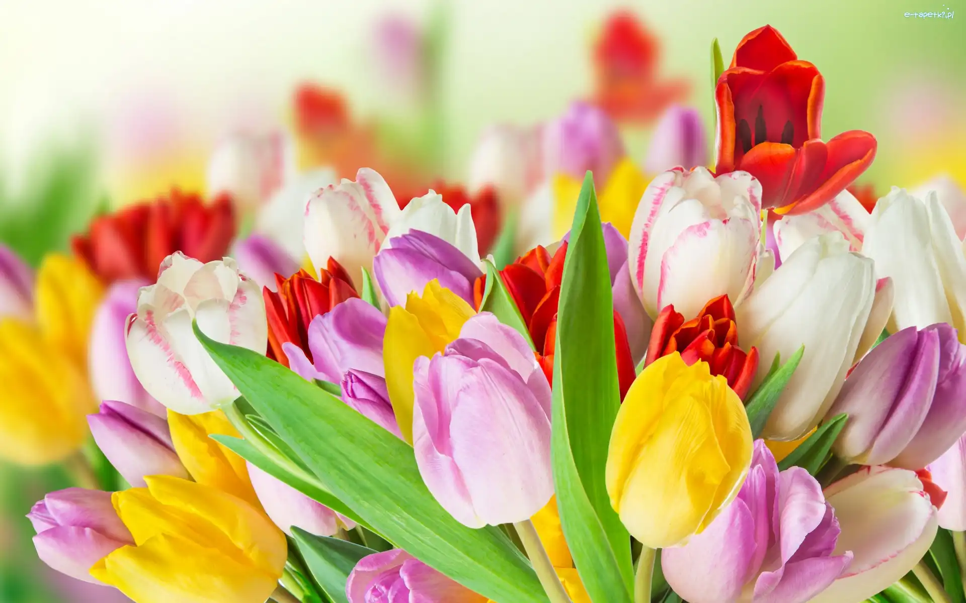 Bukiet Kwiatów, Kwiaty, Tulipany