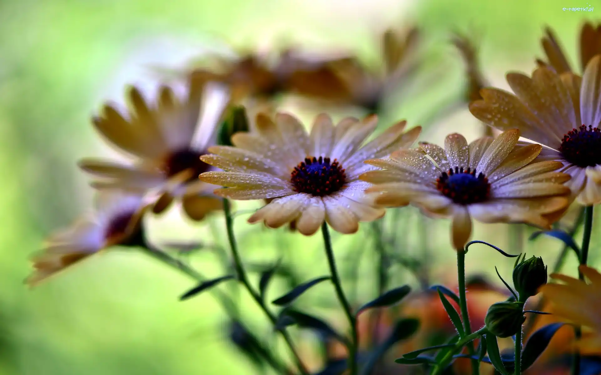 Rosy, Krople, Kwiaty