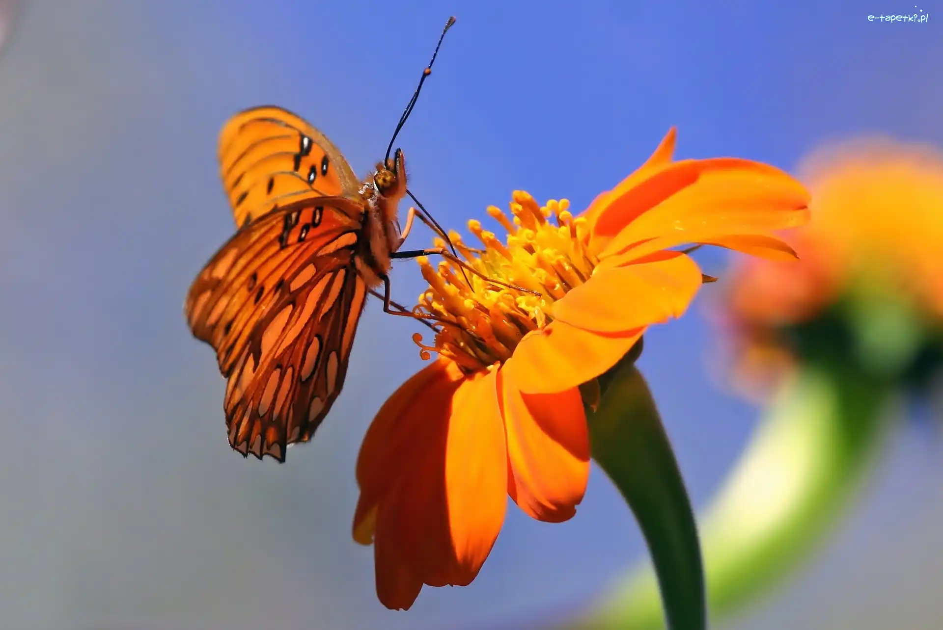 Makro, Kwiat, Motyl