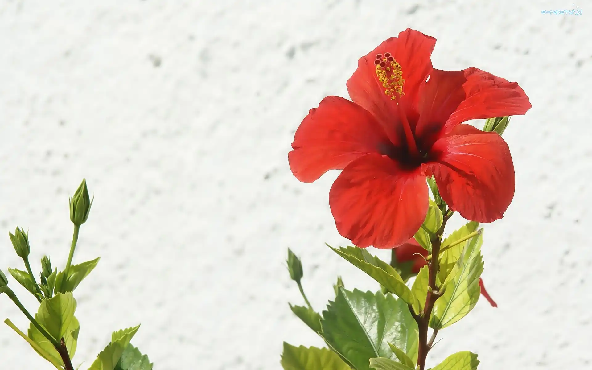 Hibiskus, Kwiat, Czerwony