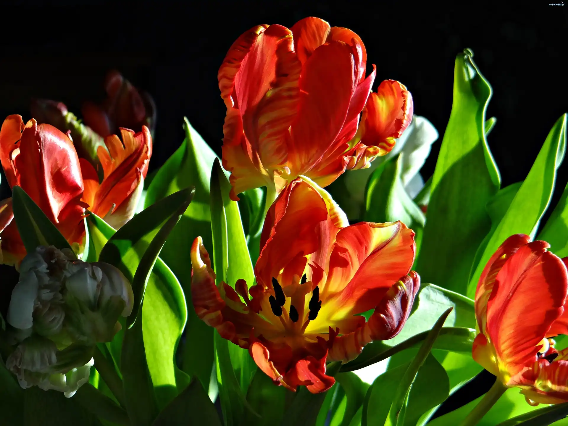 Światło, Tulipany