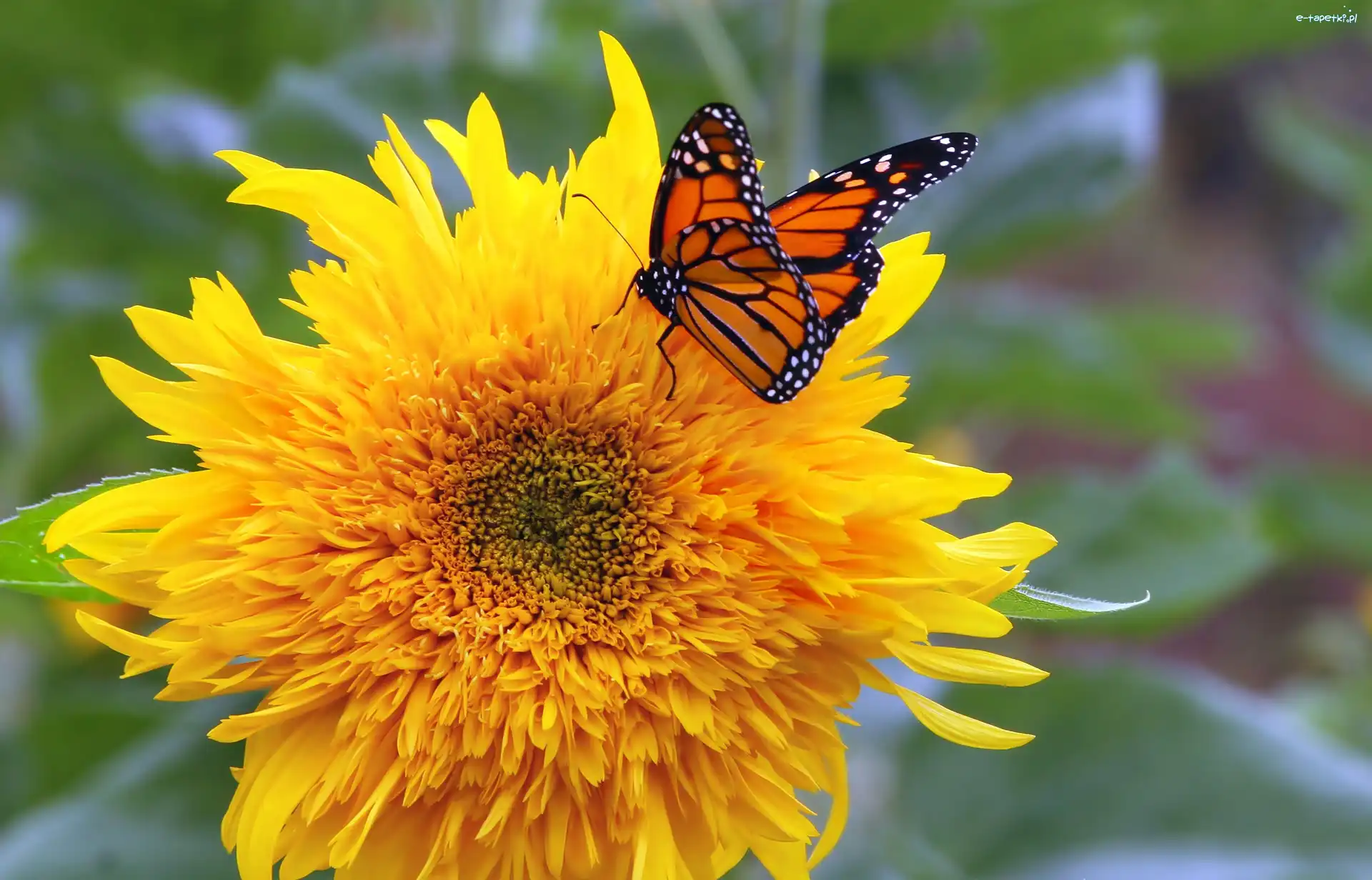 Słonecznik ozdobny, Monarcha, Motyl