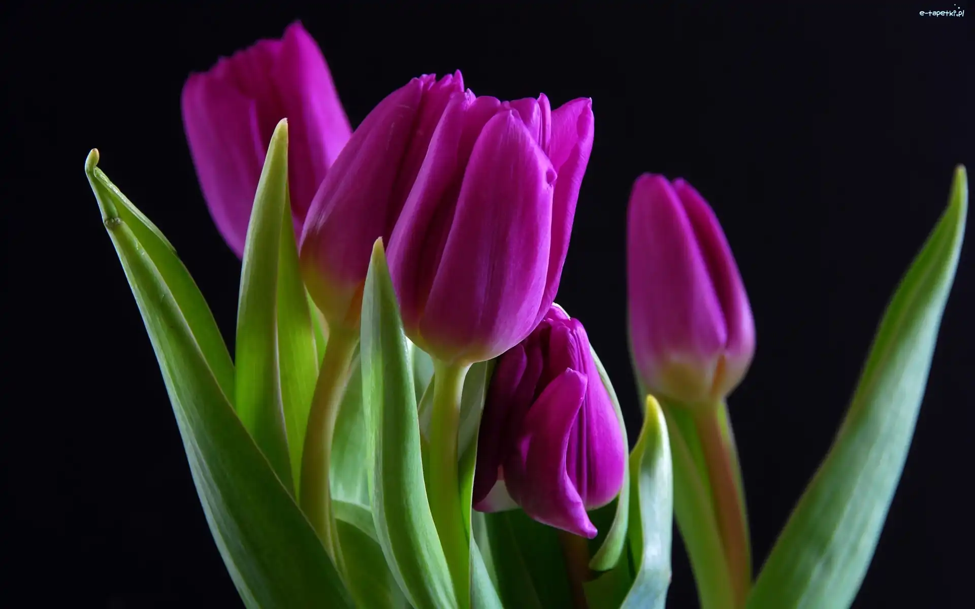 Tulipany, Fioletowe