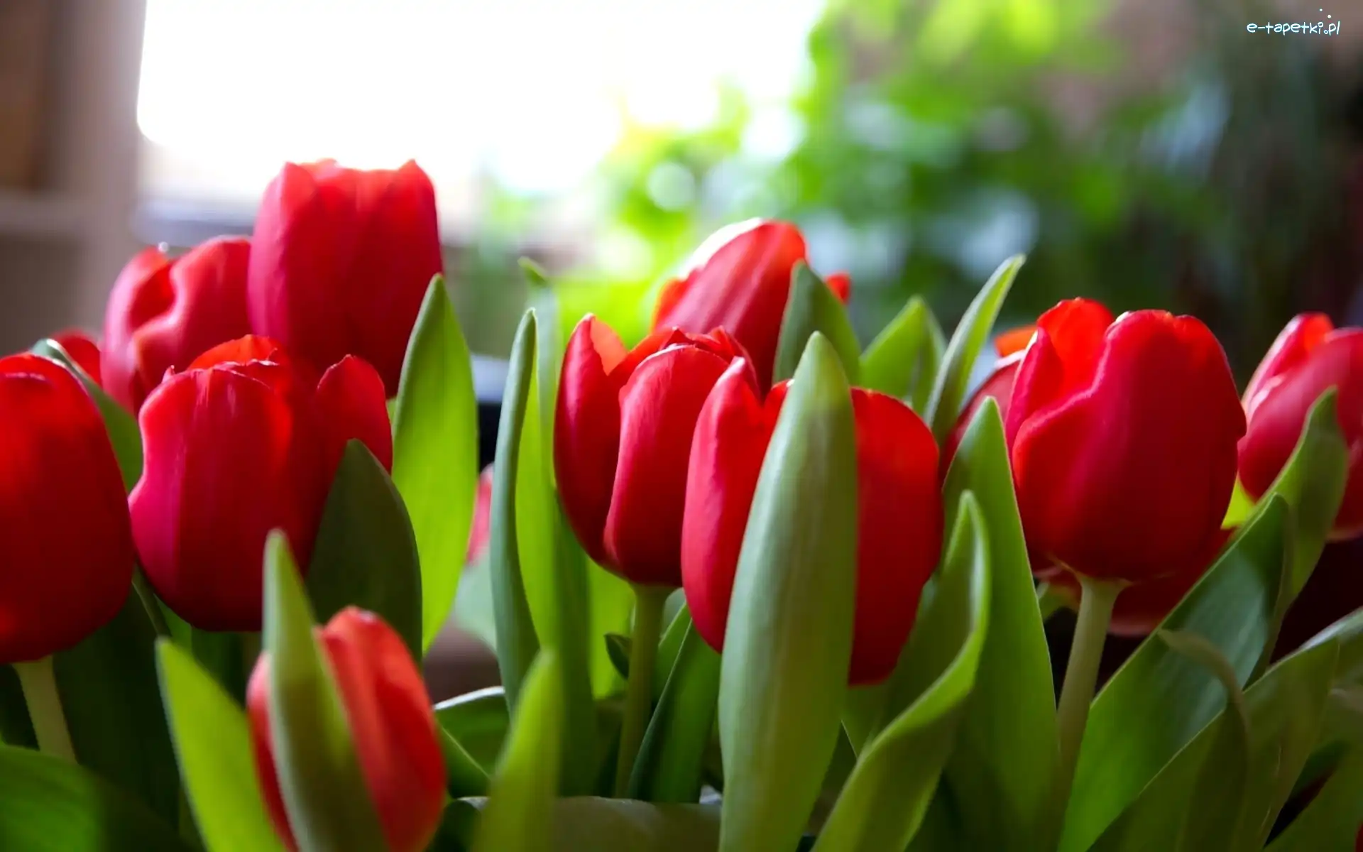 Tulipany, Czerwone