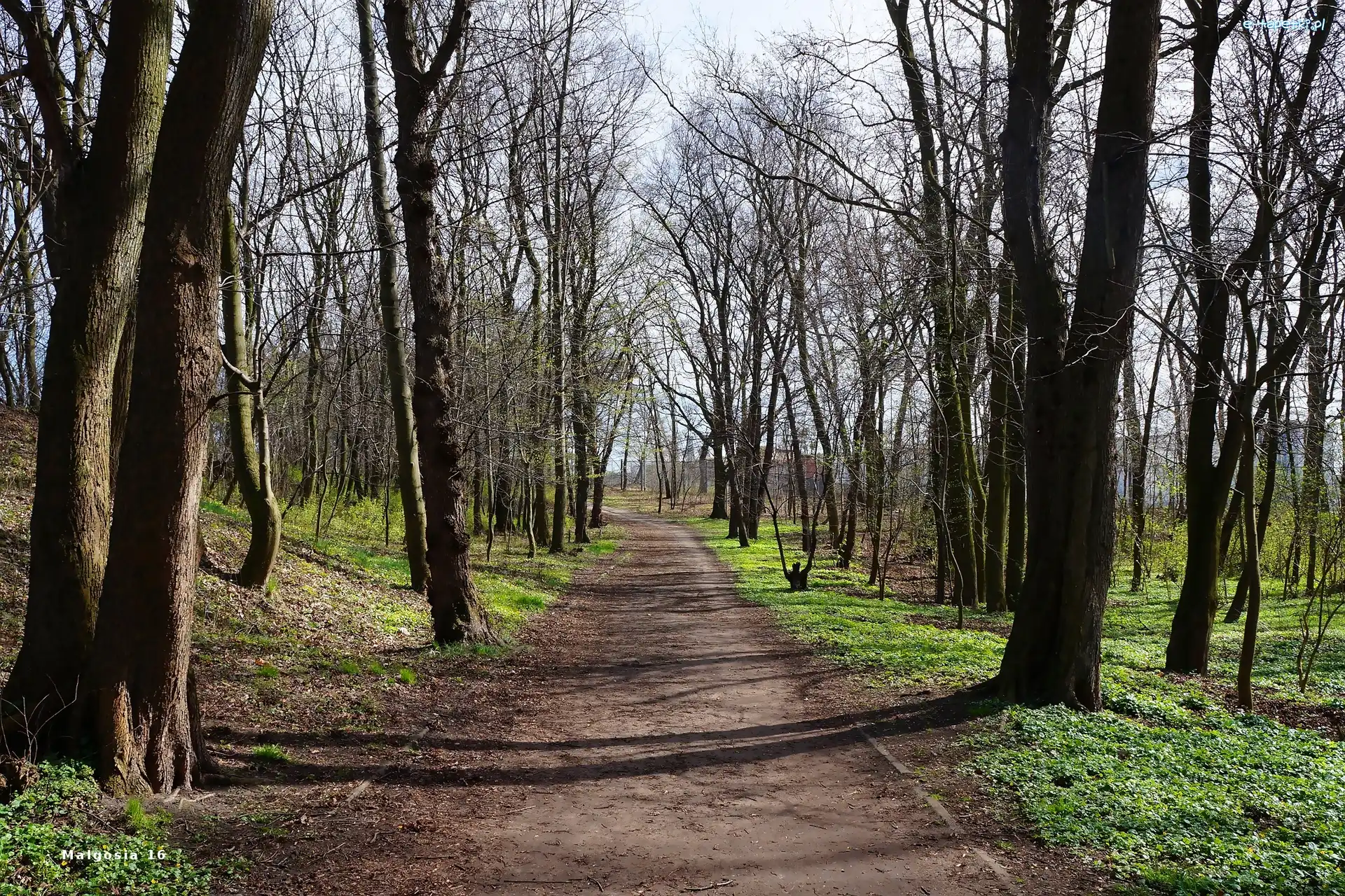 Drzewa, Park, Droga