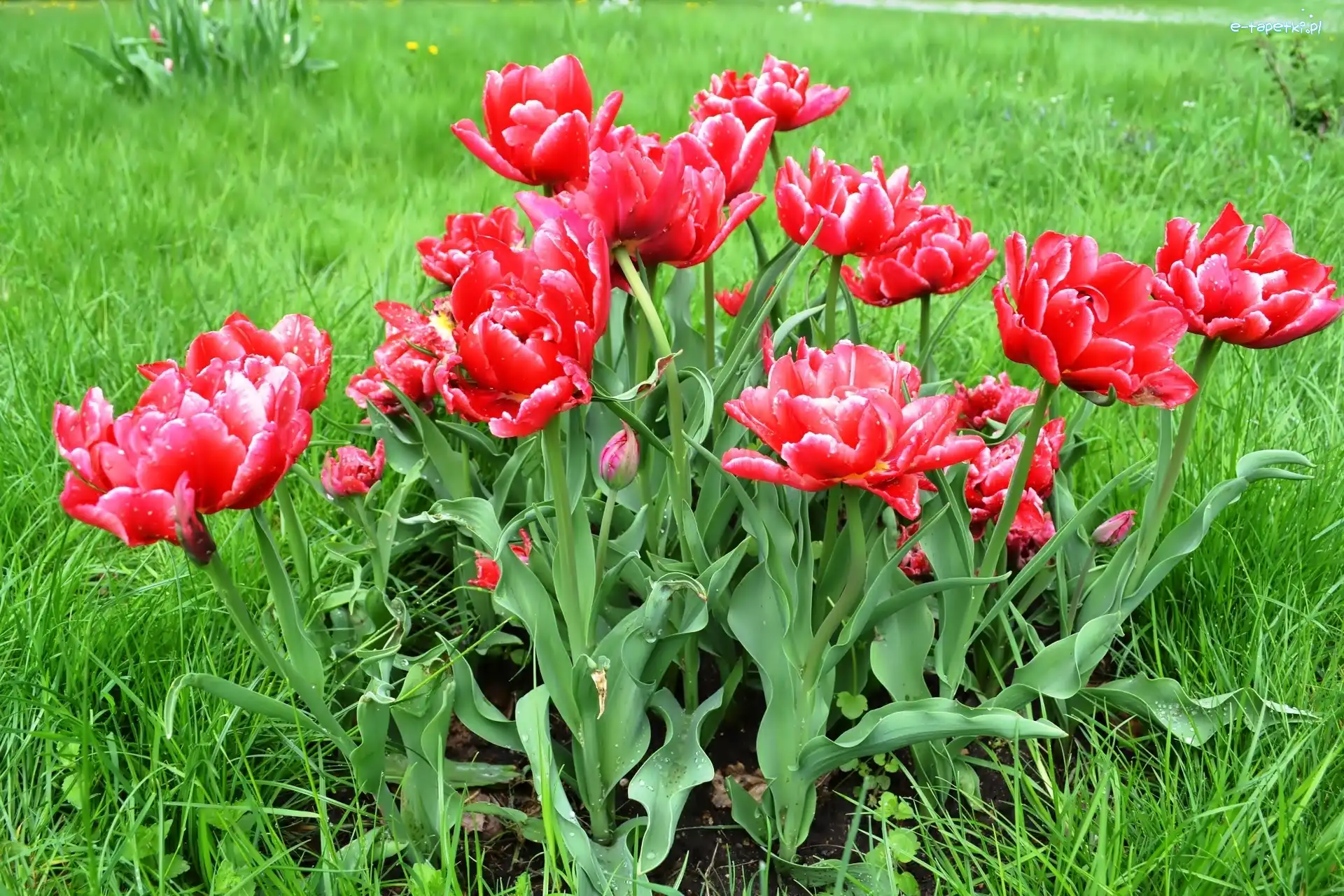 Tulipany, Łąka, Wiosna