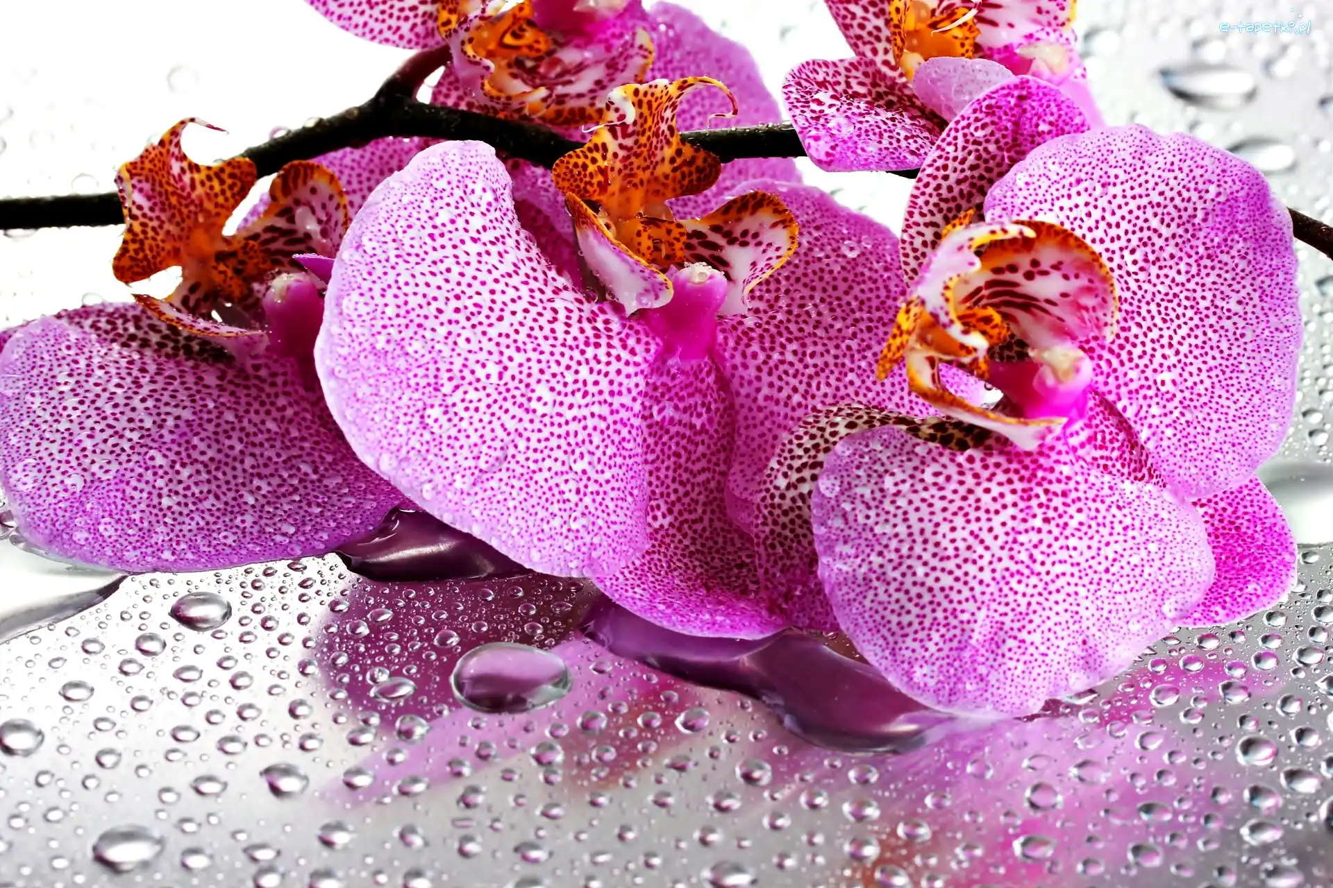 Orchidea, Wody, Krople, Różowa