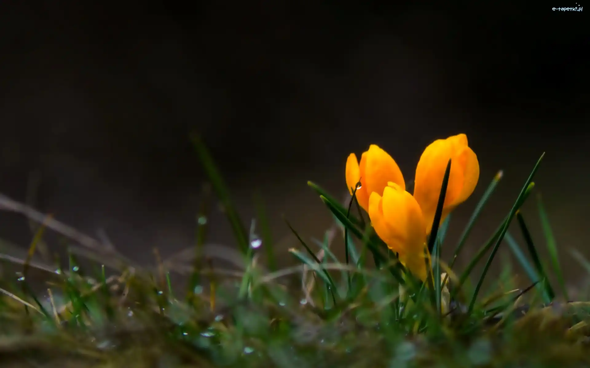 Trawa, Krokus