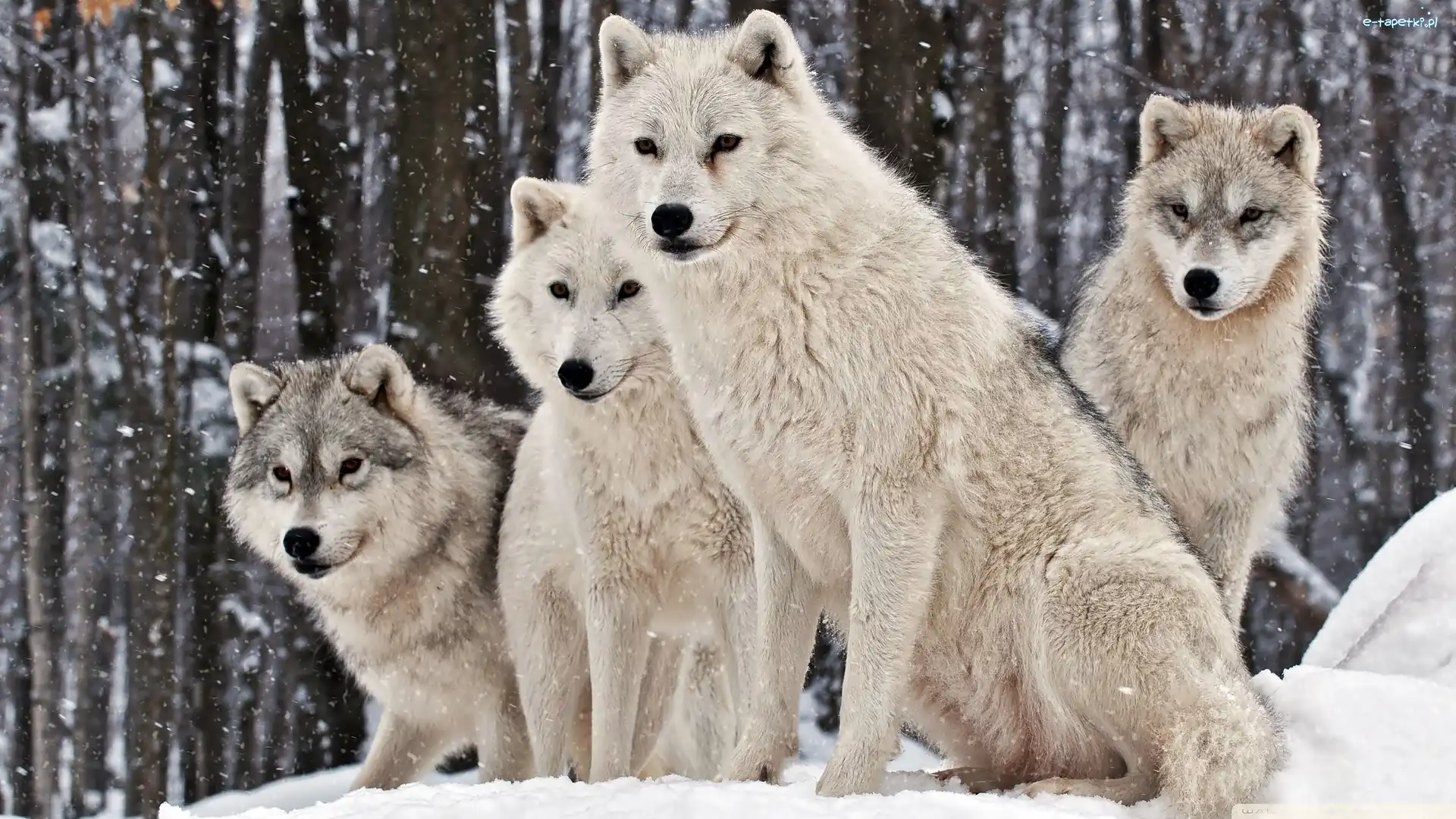 Las, Wataha, Wilki, Zima