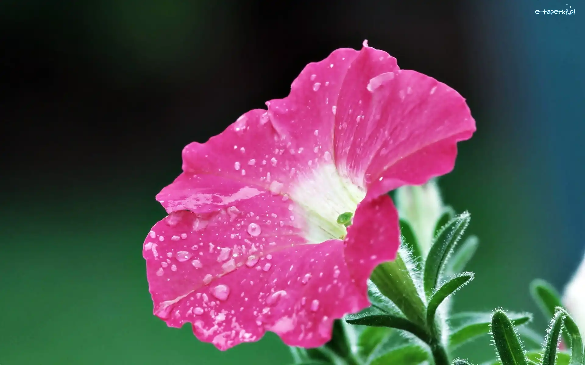 Petunia Ogrodowa, Kwiatek, Różowy