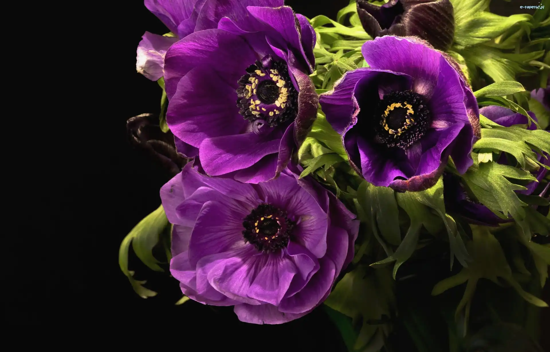 Zawilce, Purpurowe
