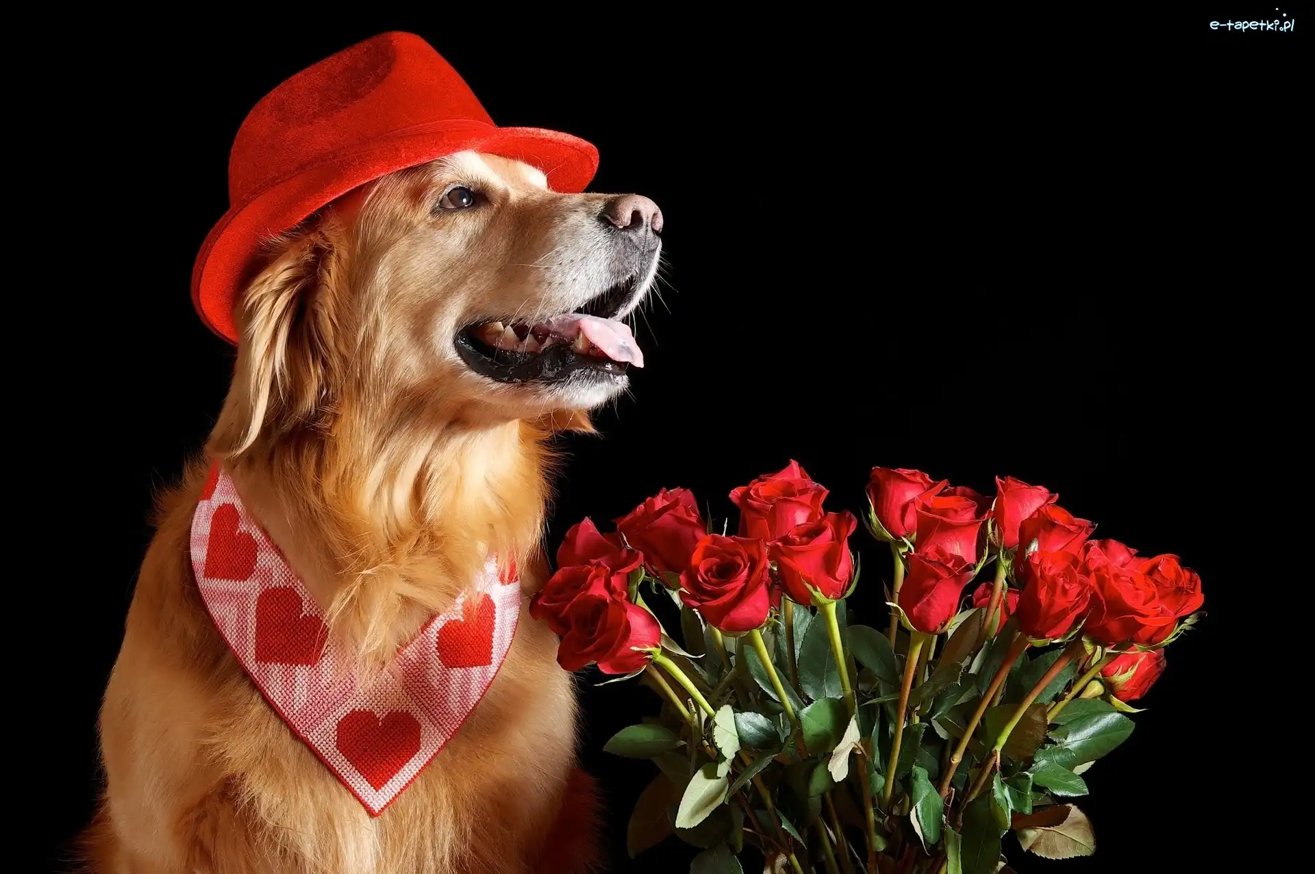 Piesek, Róże, Czerwone, Golden Retriever, Walentynki