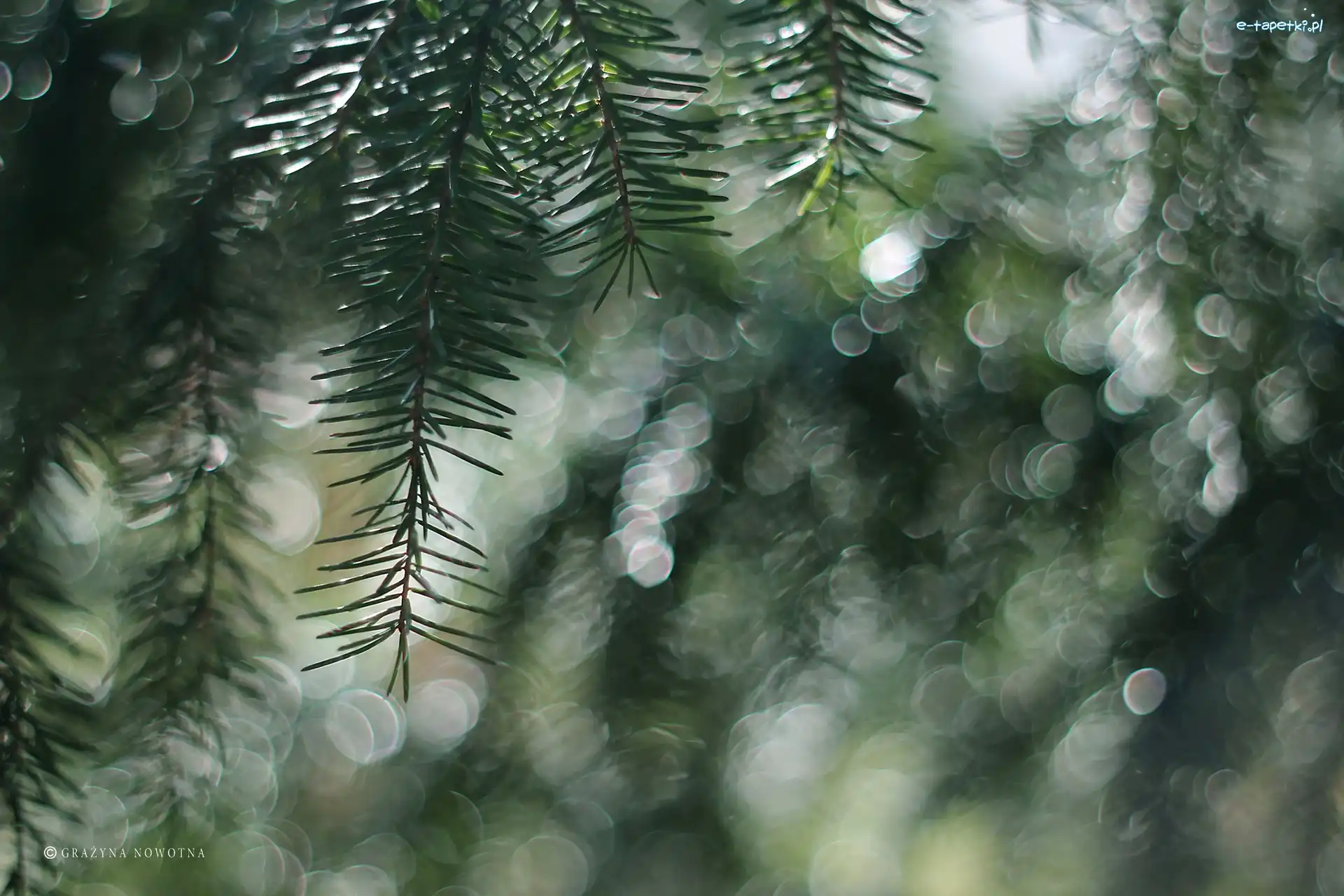 Bokeh, Gałązka, Świerk