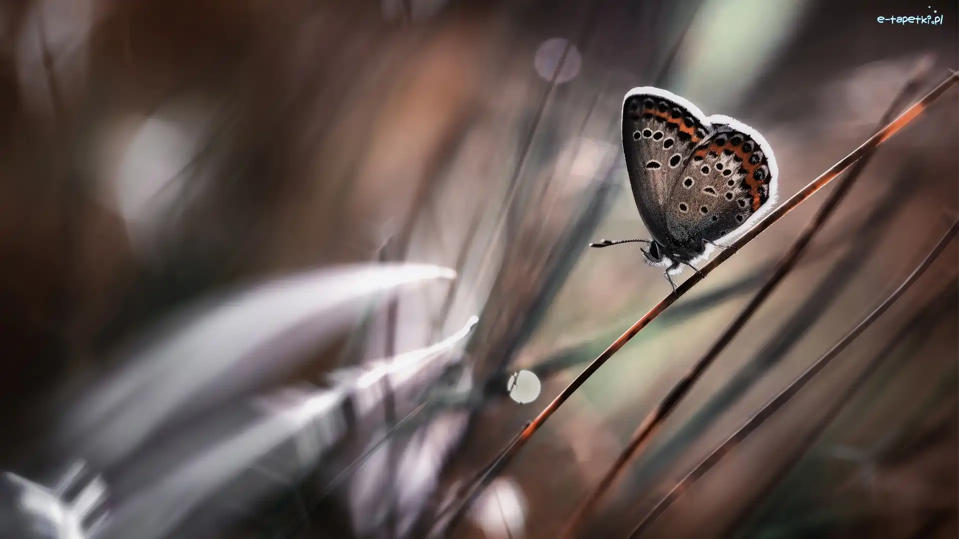 Makro, Trawa, Motyl