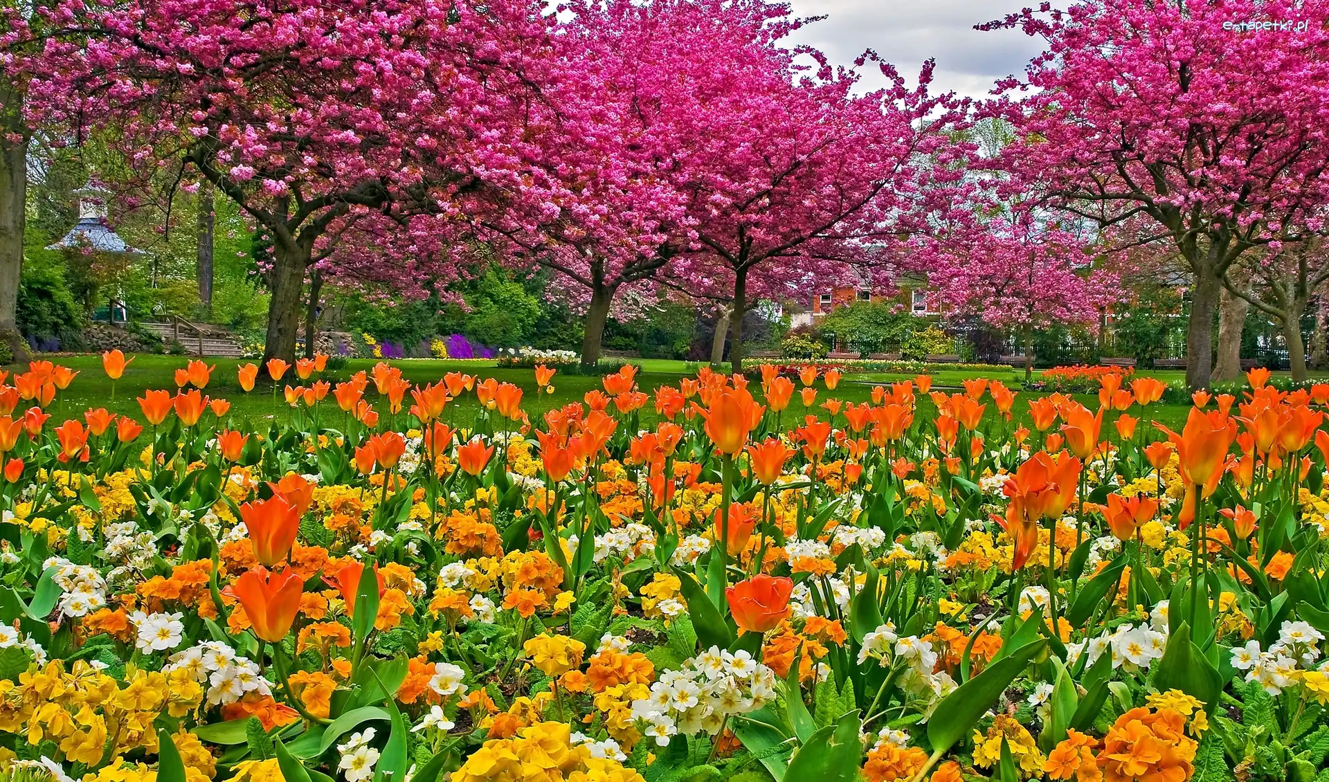 Park, Kwitnące, Tulipany, Wiosna, Drzewa