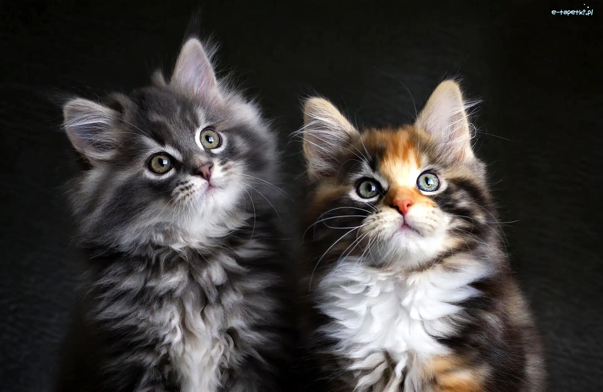 Koty, Maine coon, Kotki, Dwa